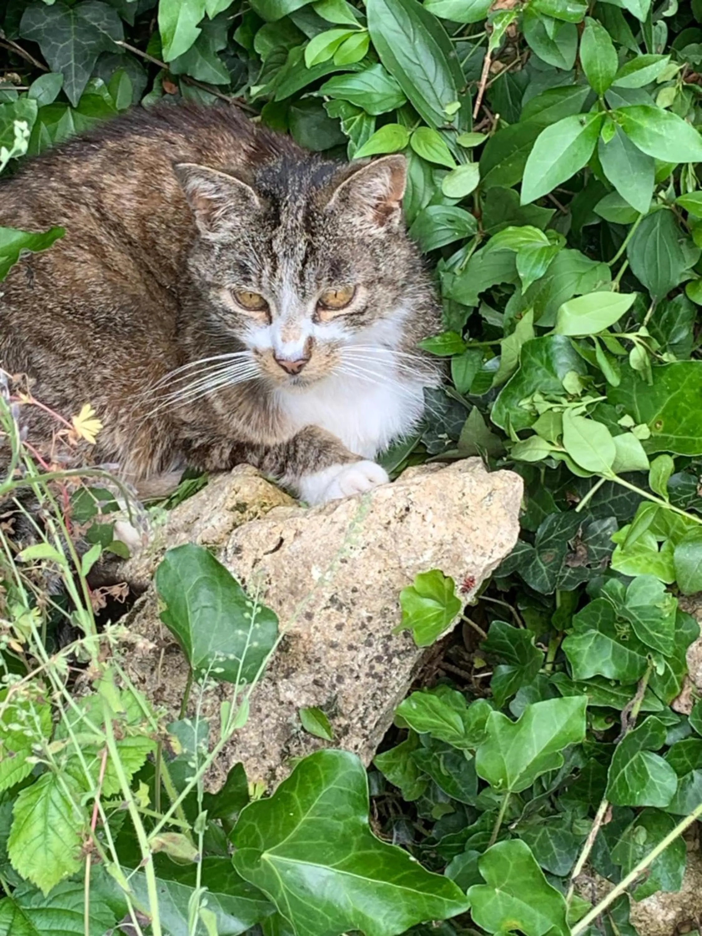 Moulin de Champrond -Montmirail -Sarthe