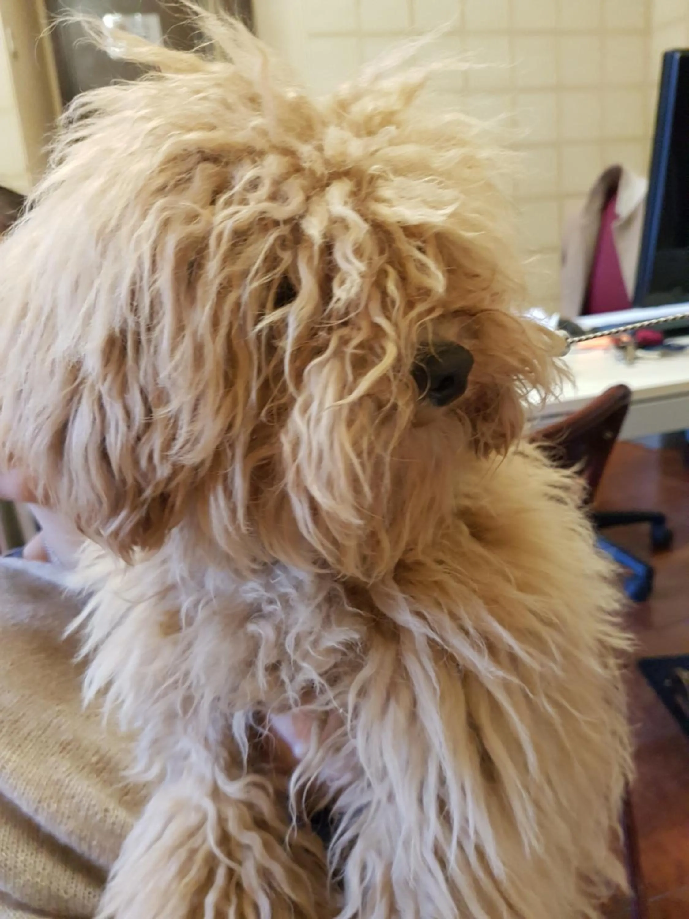 Pets in Residence Greco