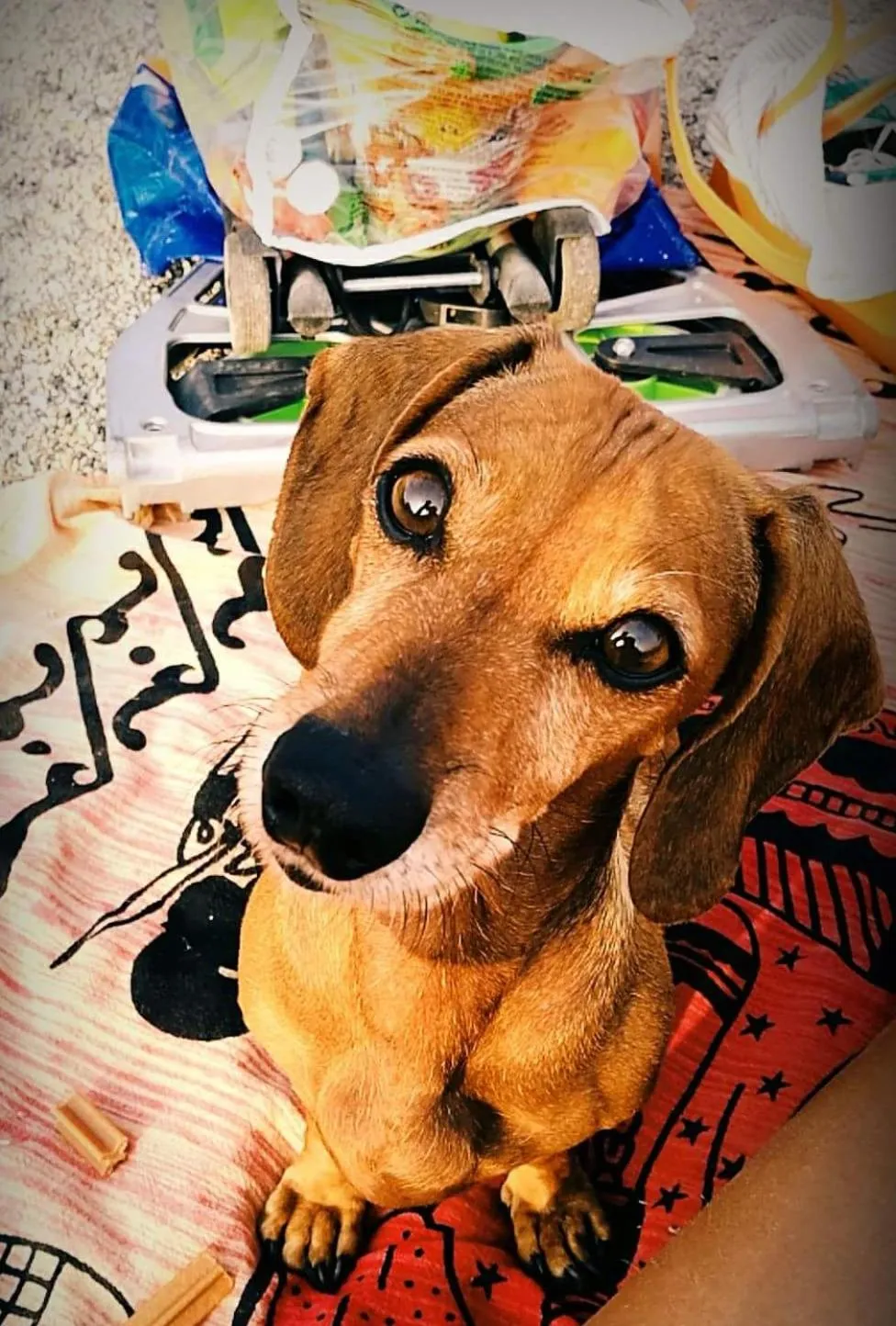 Pets in Residence Greco