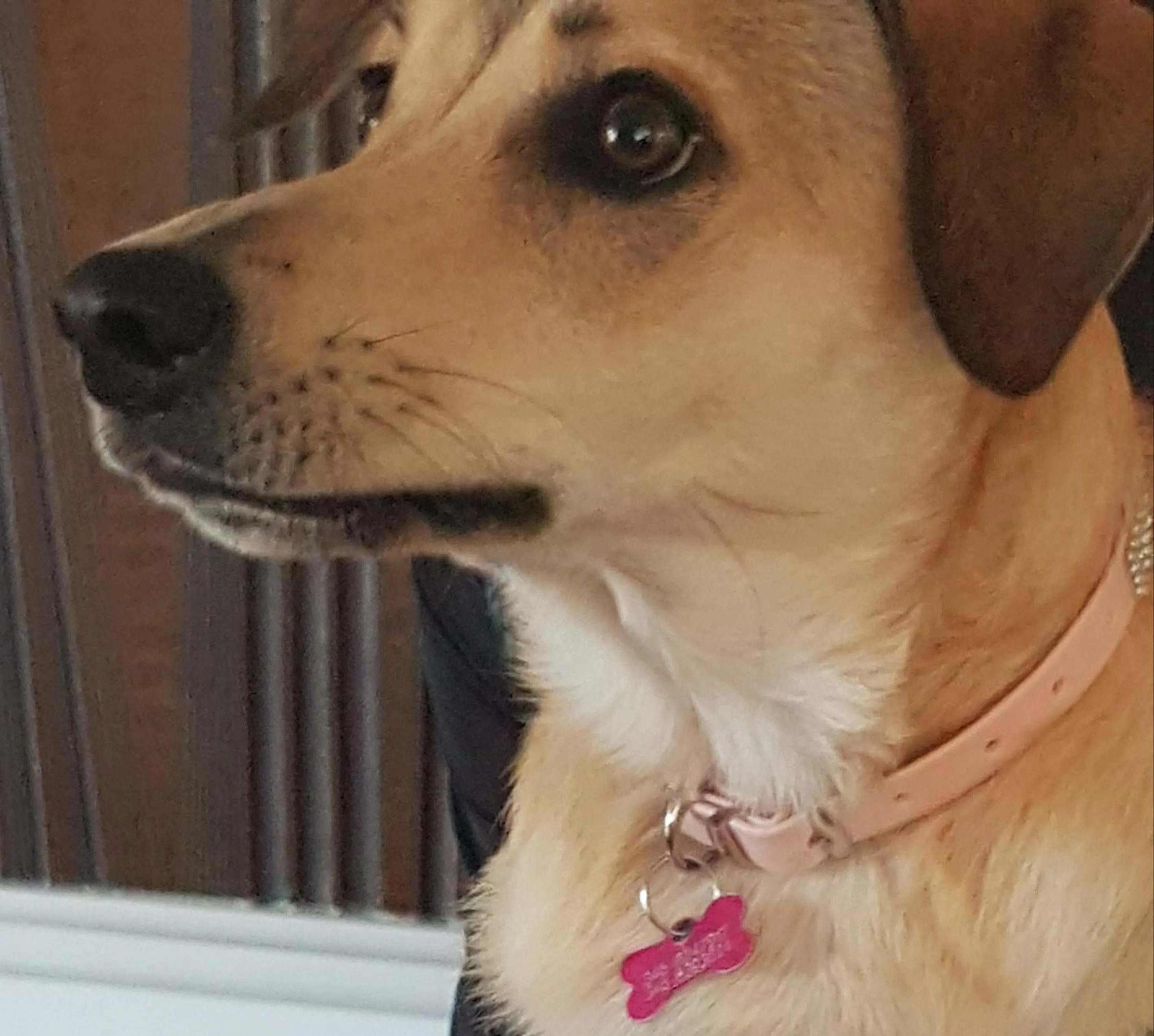 Pets in Residence Greco