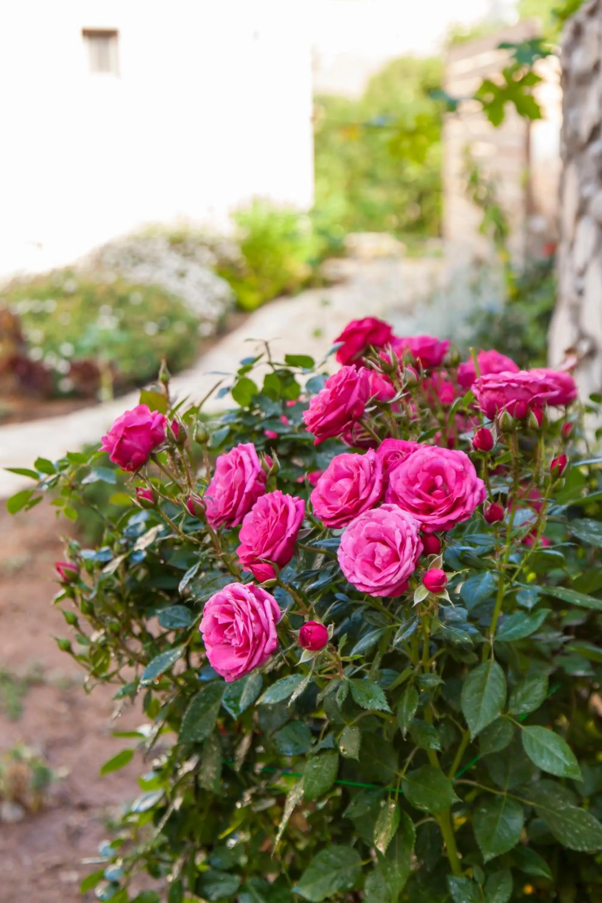 Mythos Suites Diskos