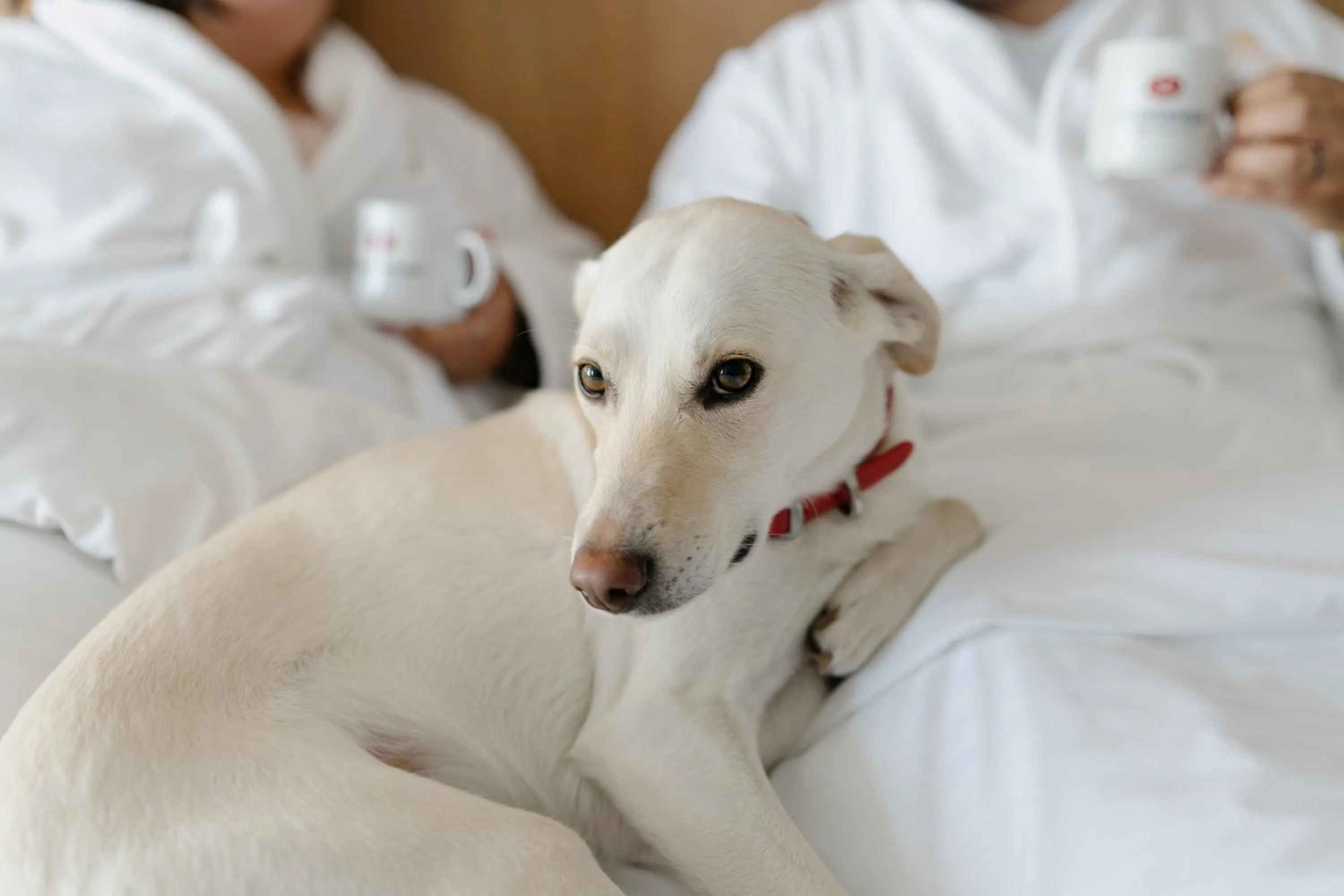 Pets in Hôtels Gouverneur Trois-Rivières