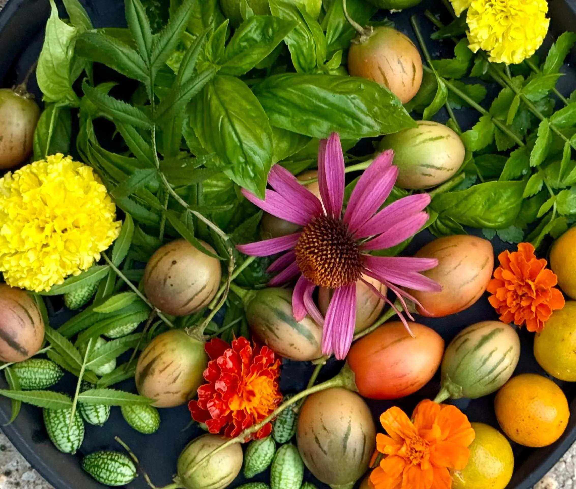 Garden in Mavis's Cabins @ Mt Warning