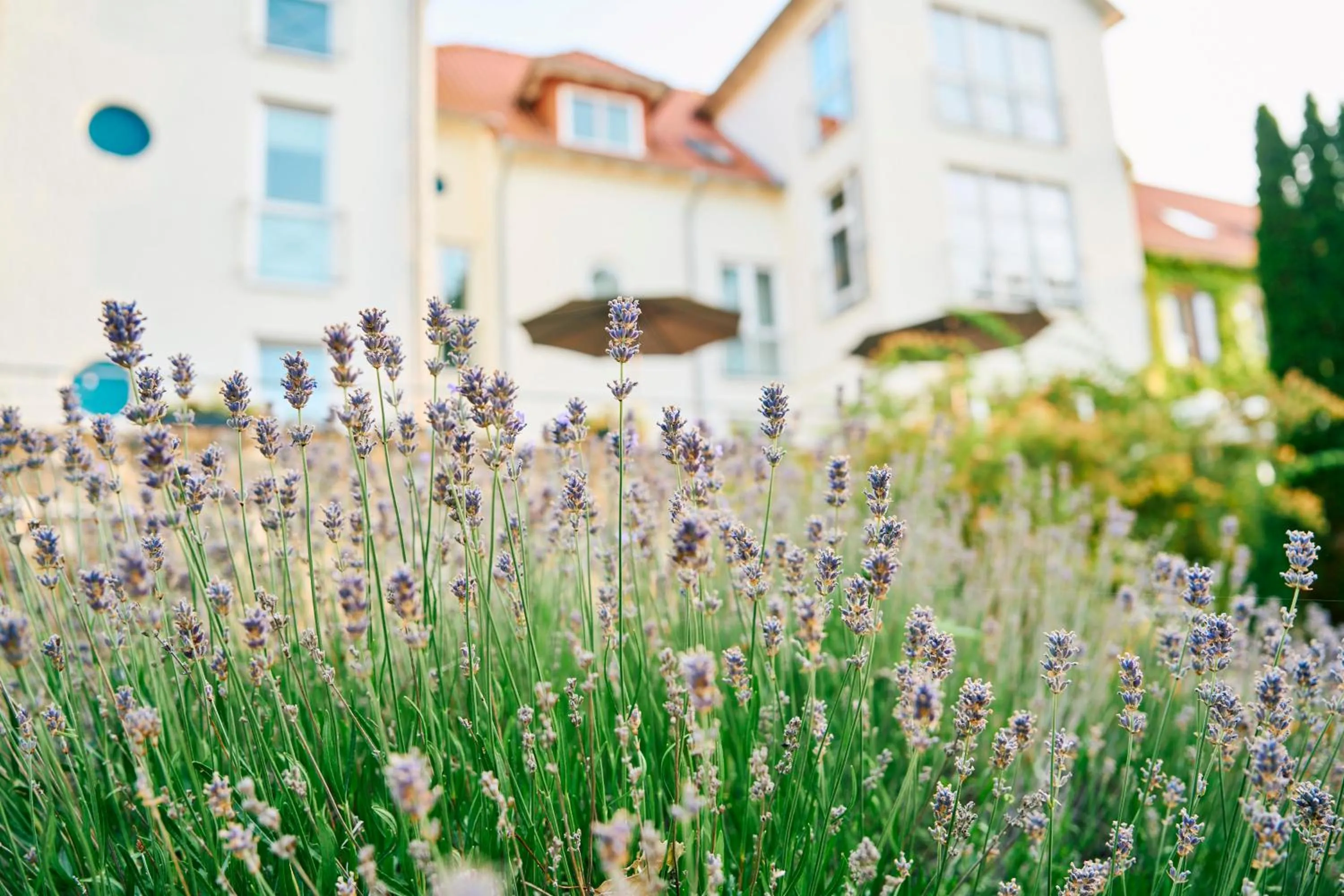 View (from property/room) in Hofgut Wißberg - Das Weinberghotel