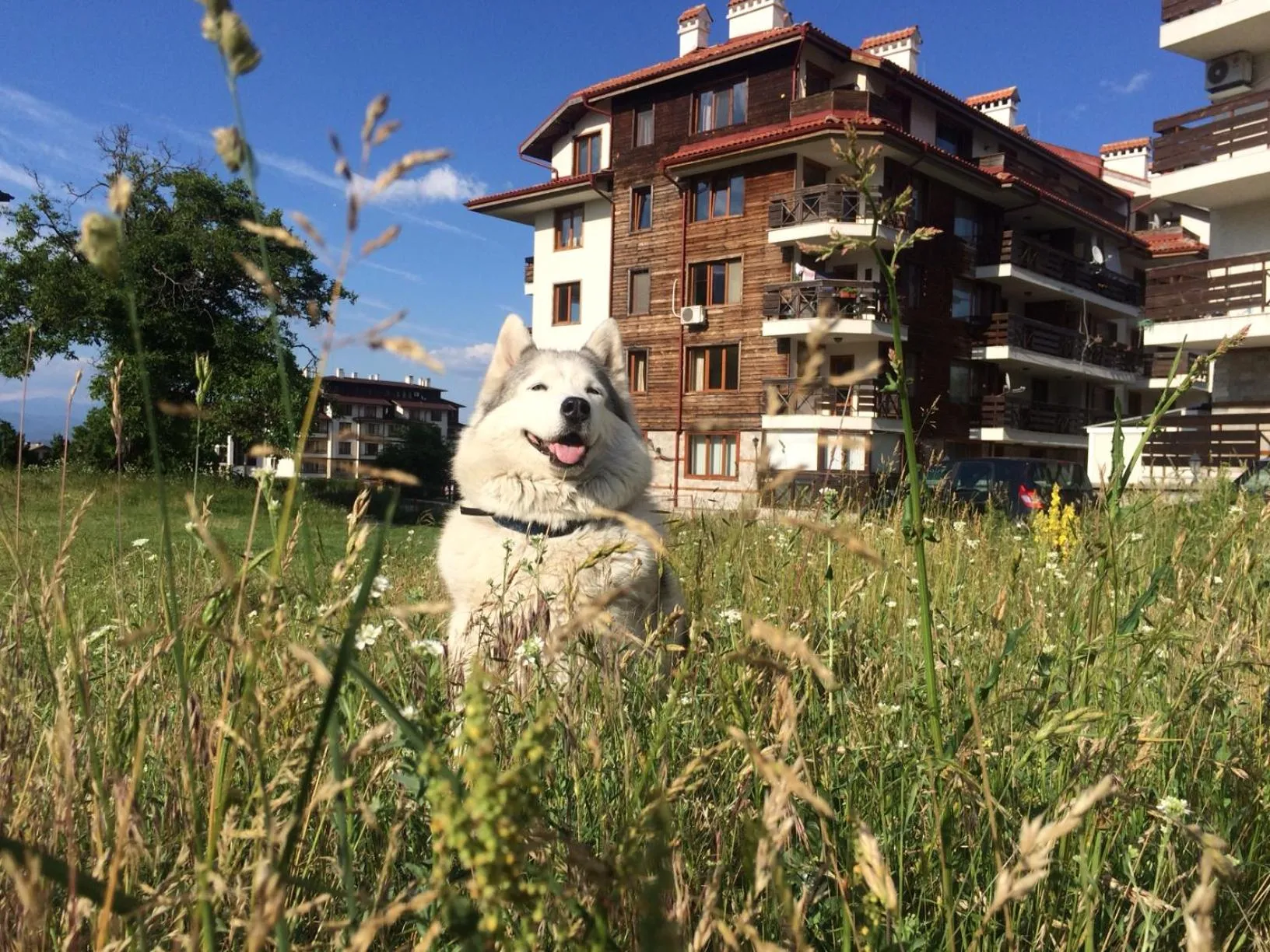 Pets in Apartments Four Leaf Clover Bansko to rent