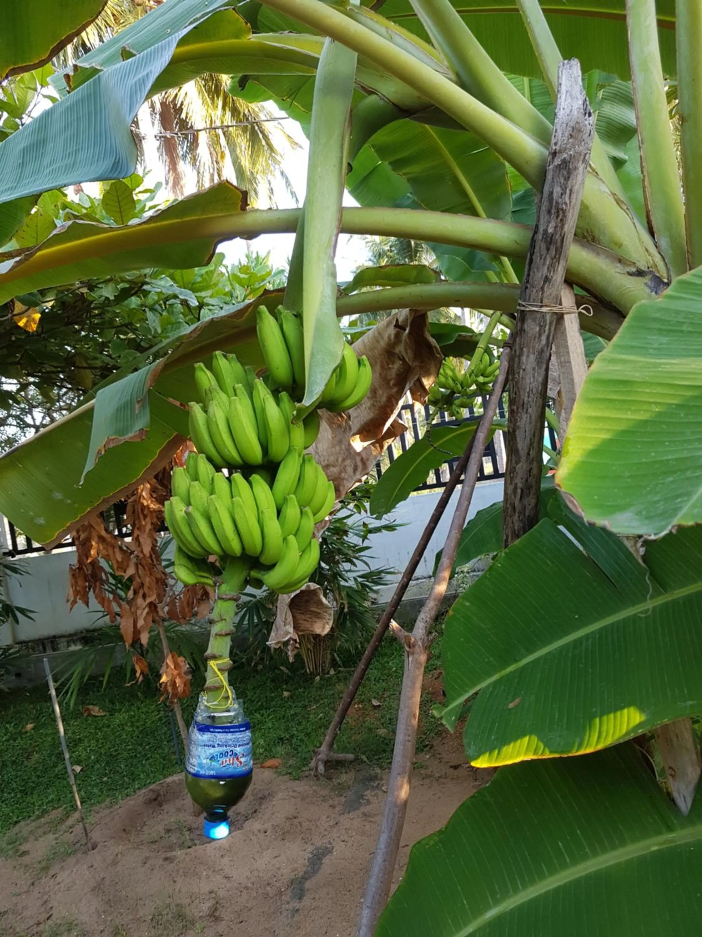 Garden in Luna Beach Hotel