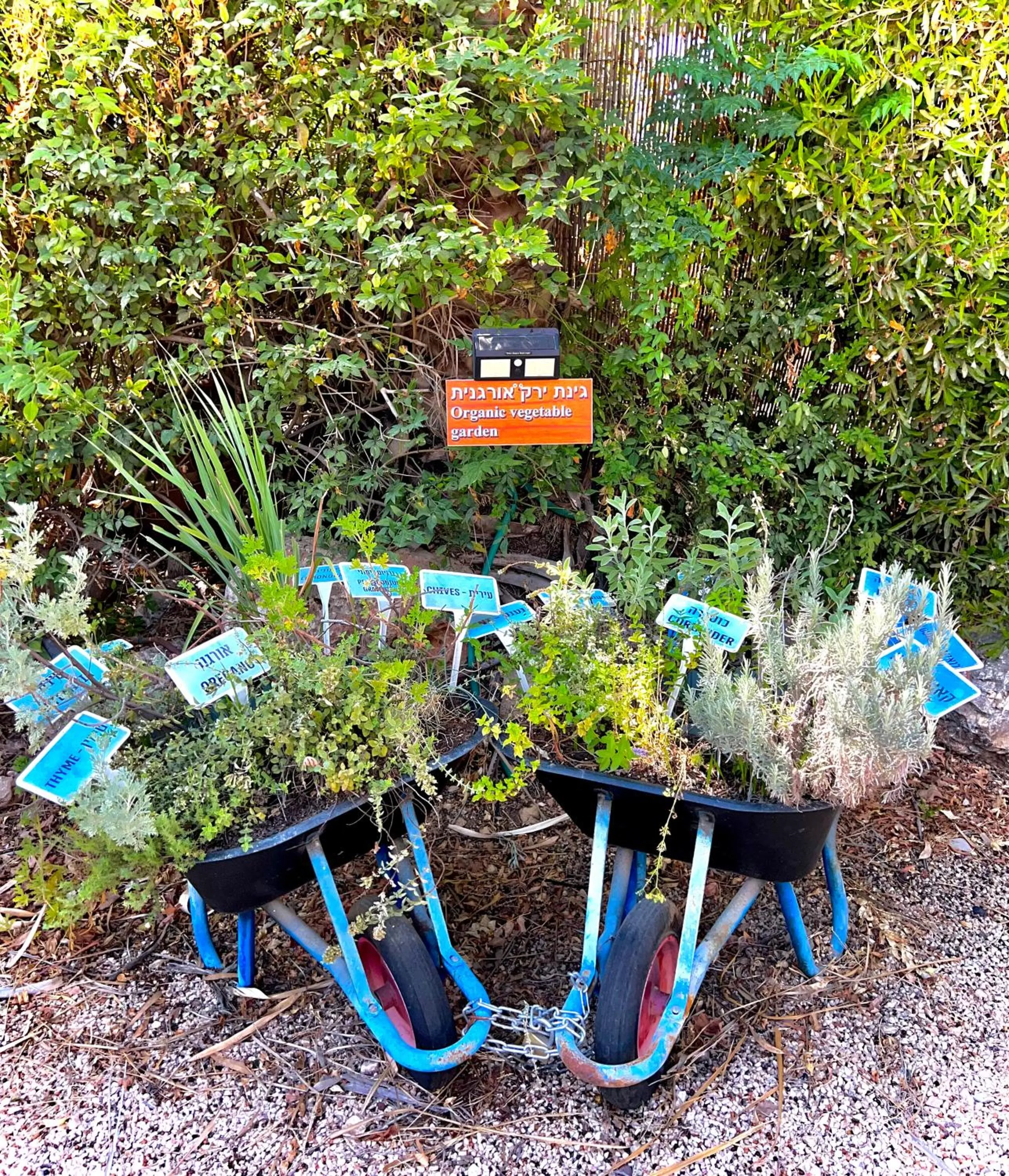 Magical in the Galilee