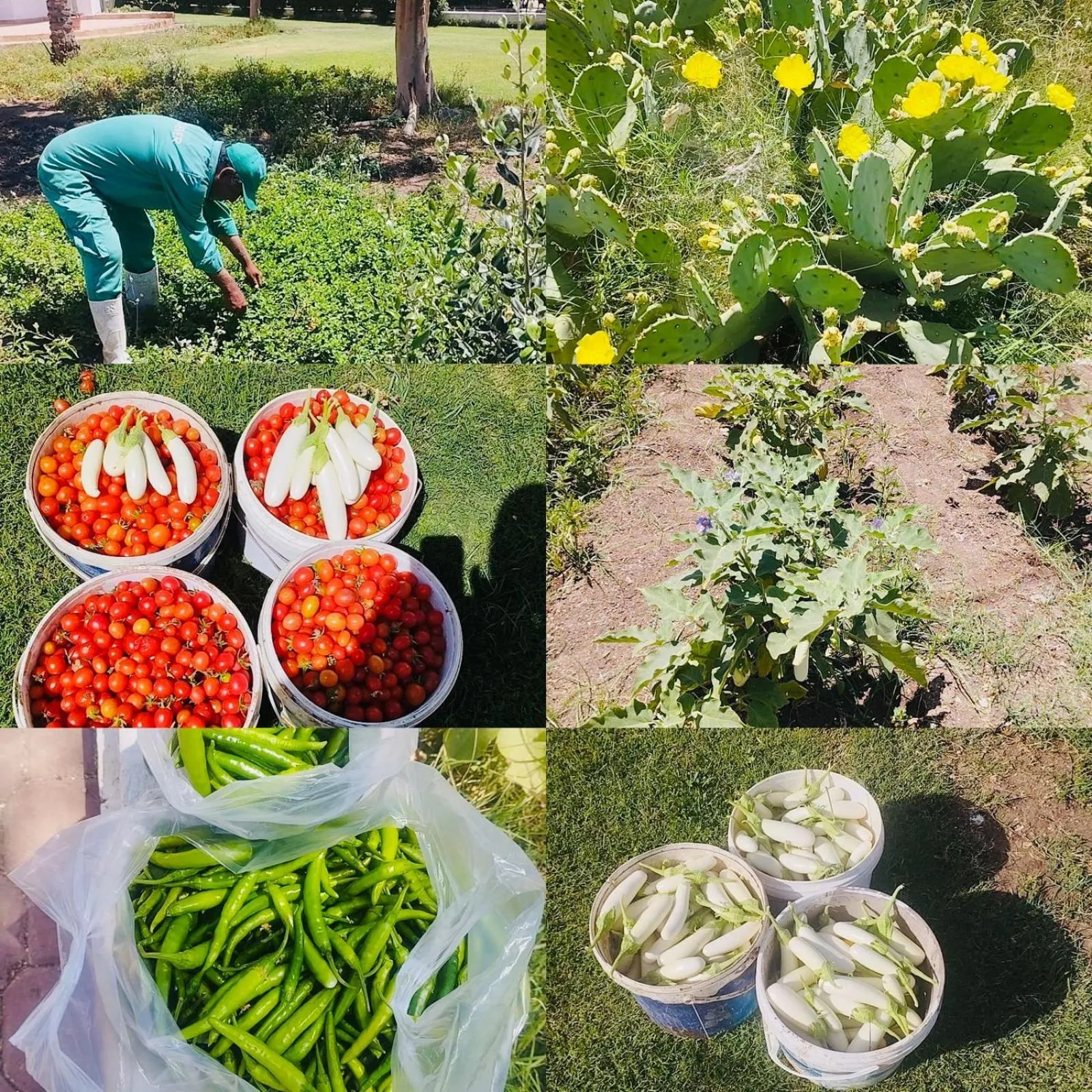 Garden in Sharm Reef Hotel