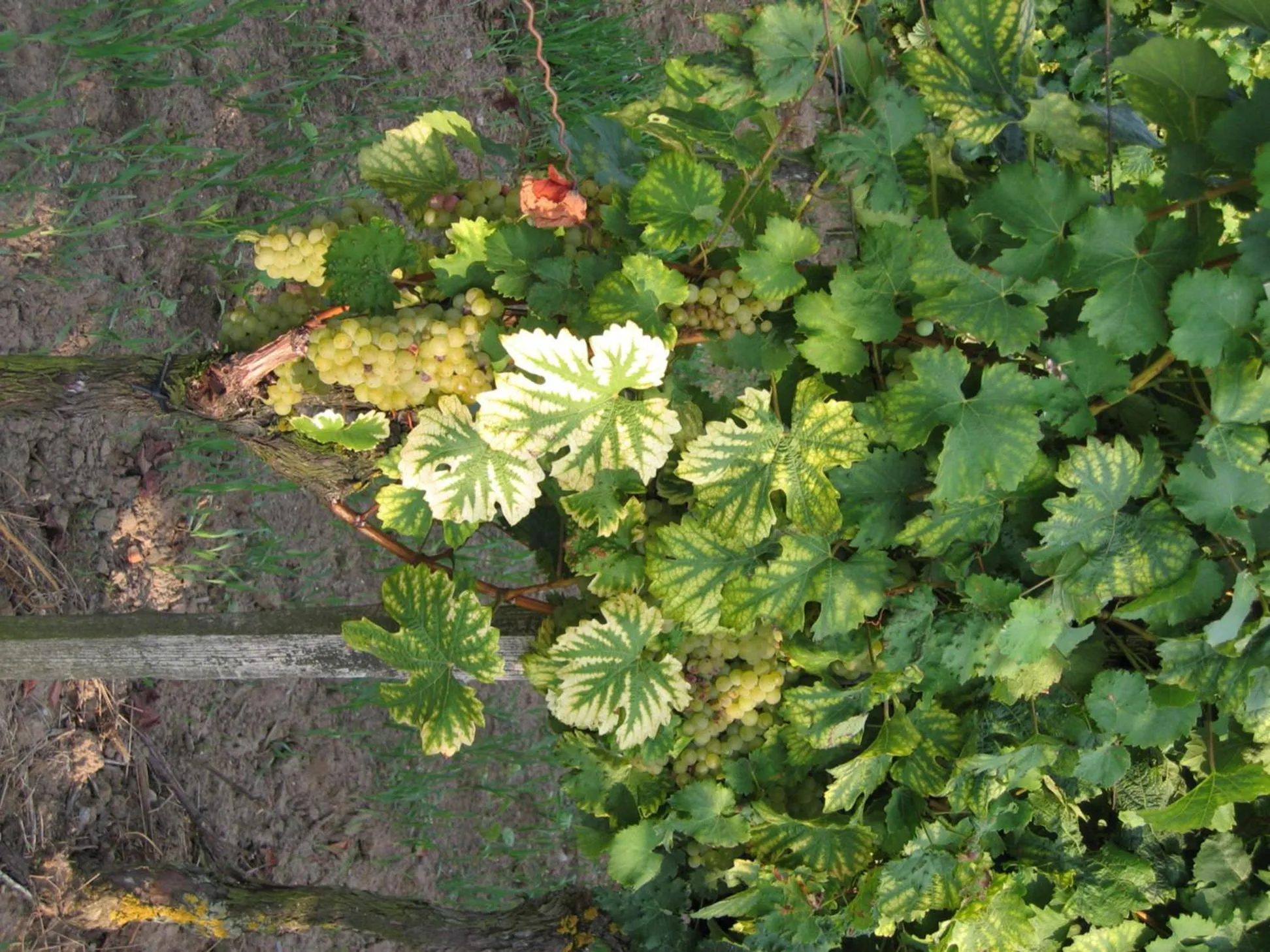 Hiking in Hotel Schwarzes Ross