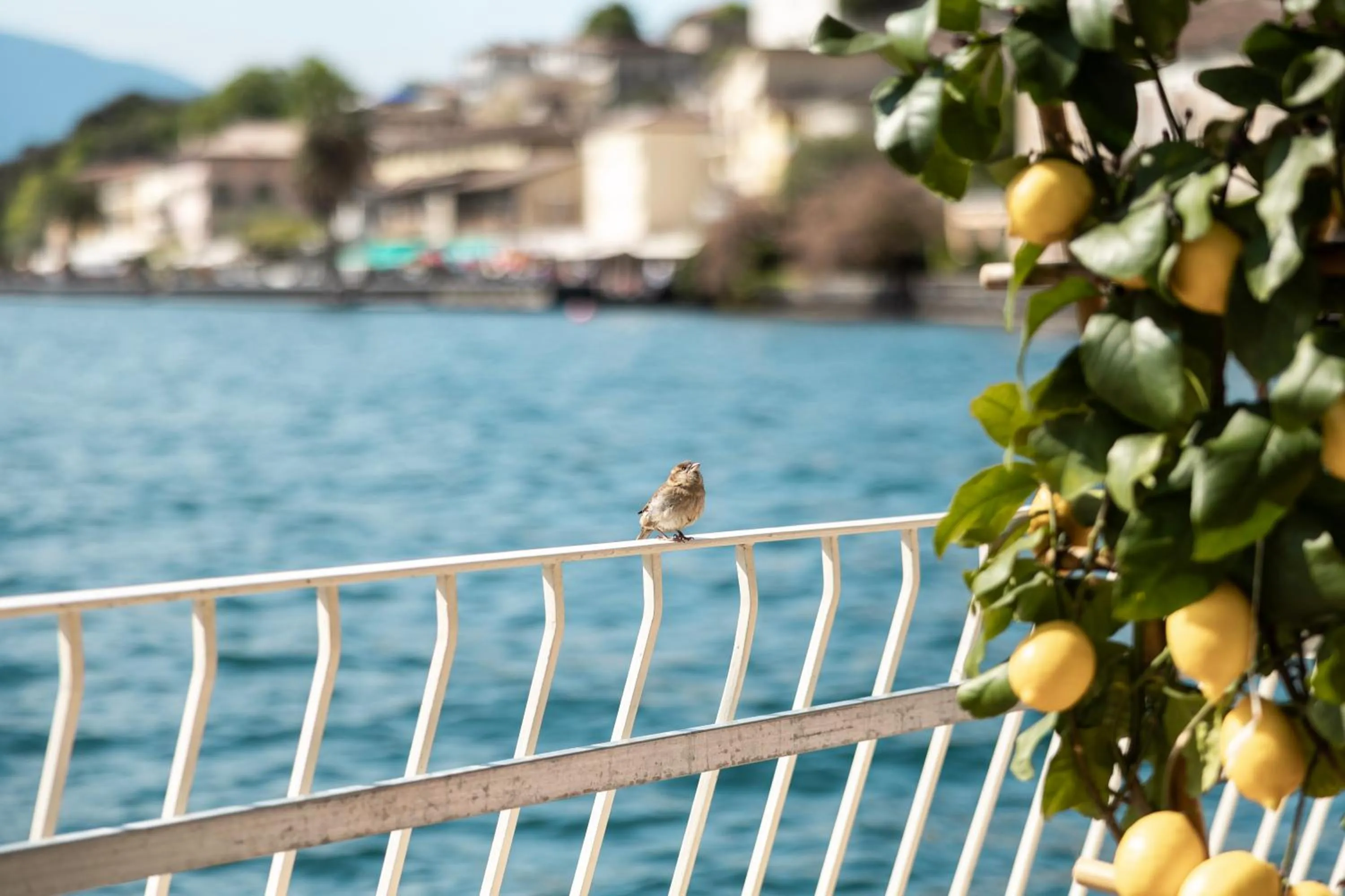Natural landscape in Hotel Le Palme