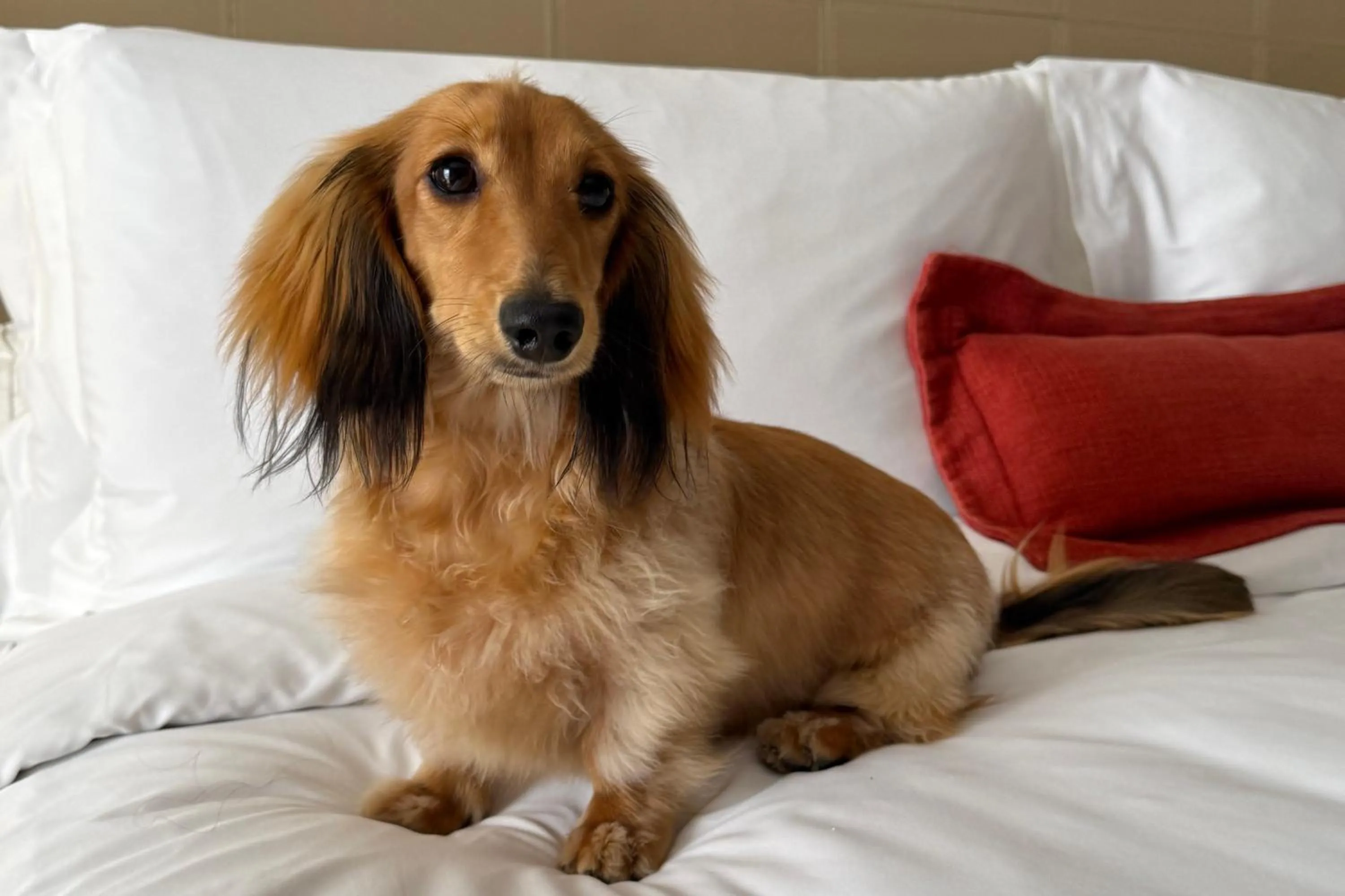 Pets in InterContinental São Paulo by IHG