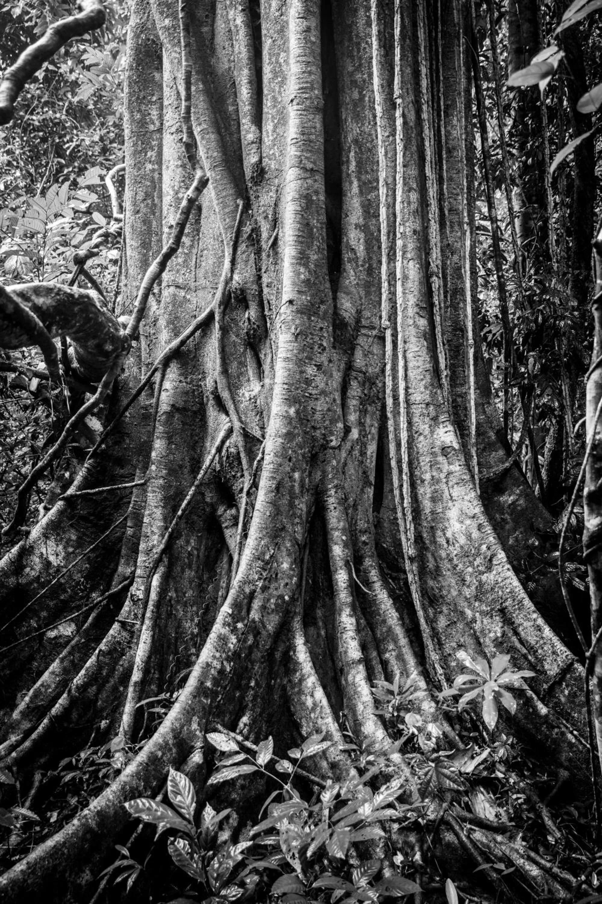 Natural landscape in The Datai Langkawi