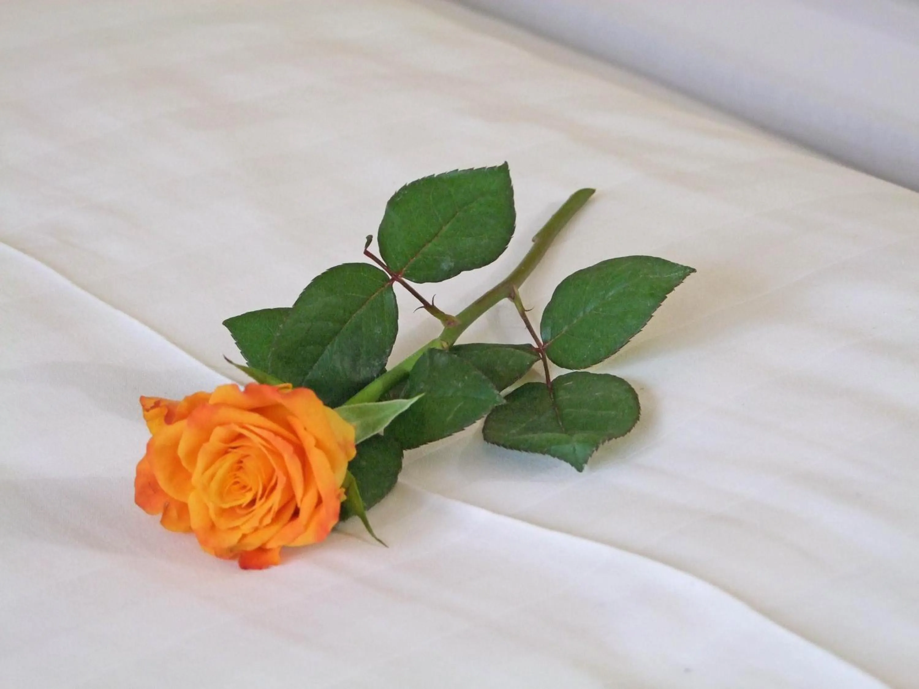 Decorative detail, Bed in Hotel Beller