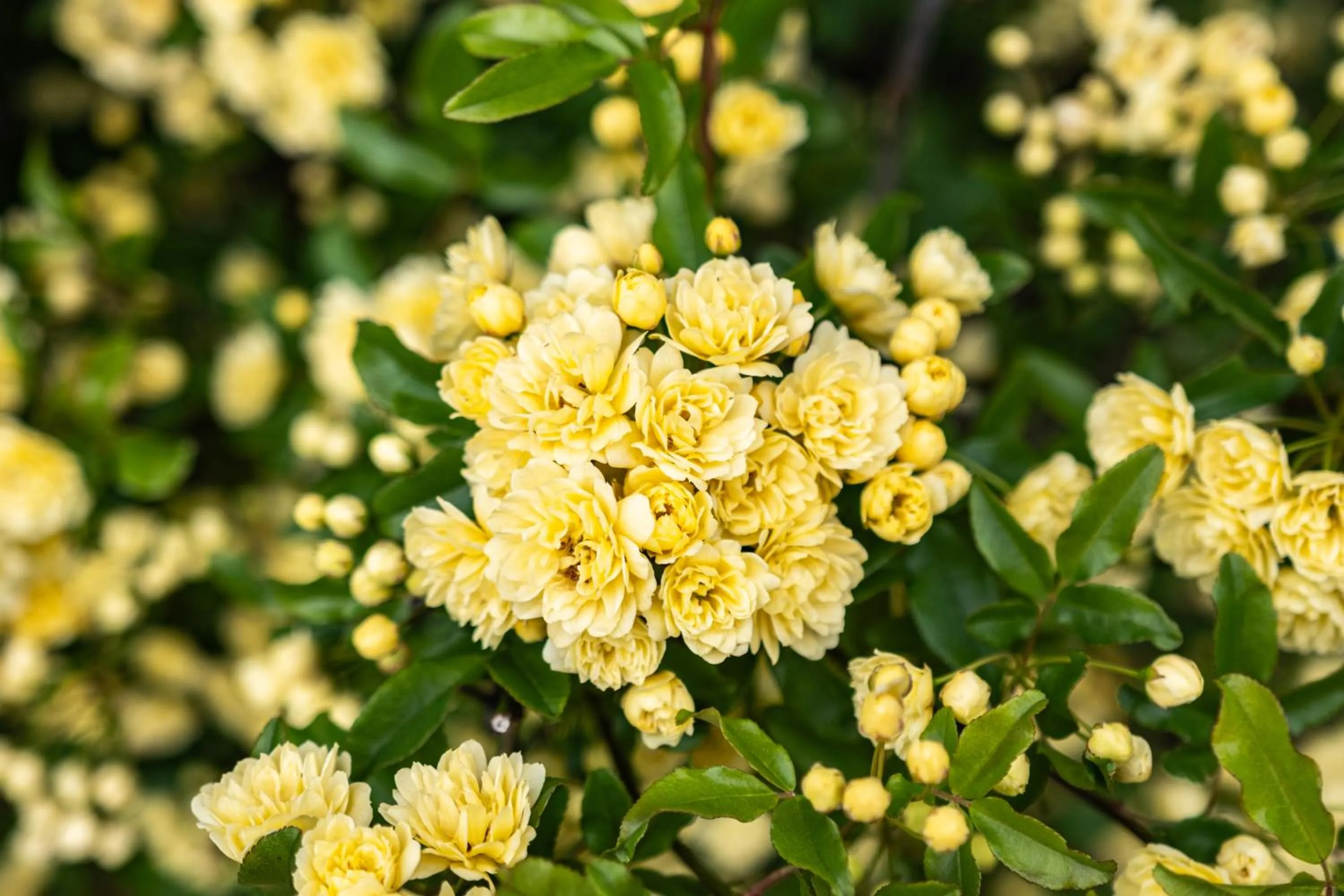 La Maison Boutique Hotel