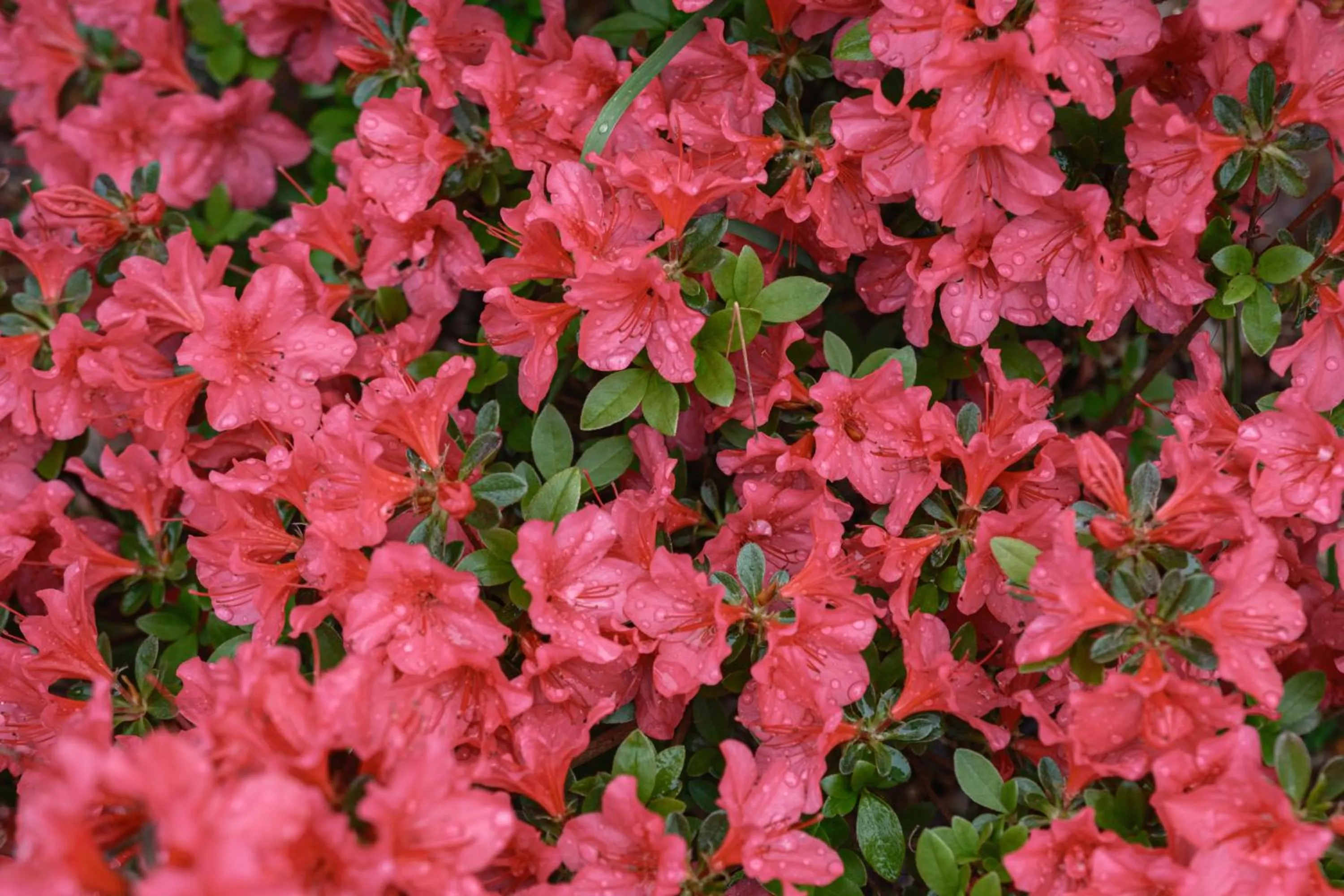 La Maison Boutique Hotel