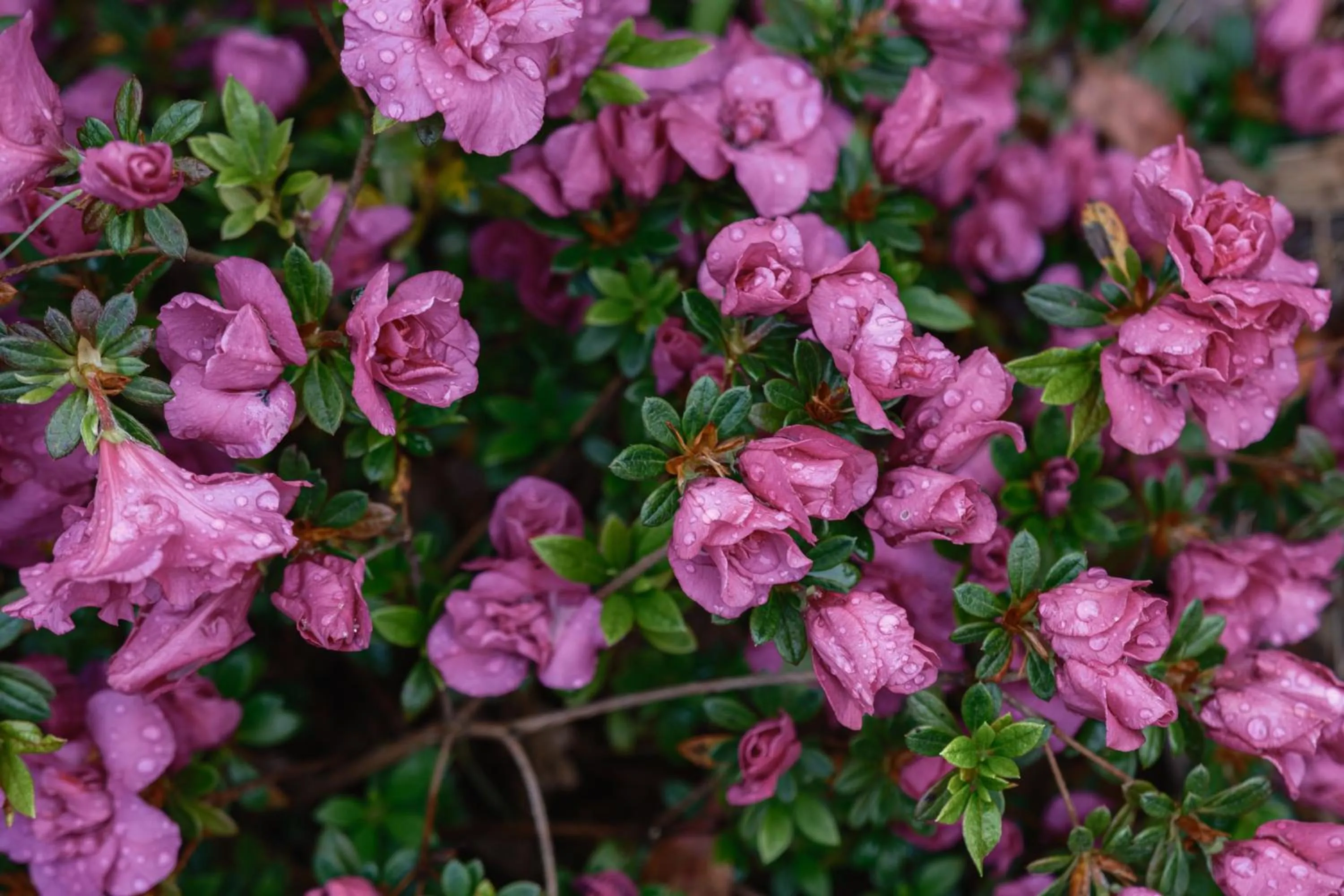 La Maison Boutique Hotel