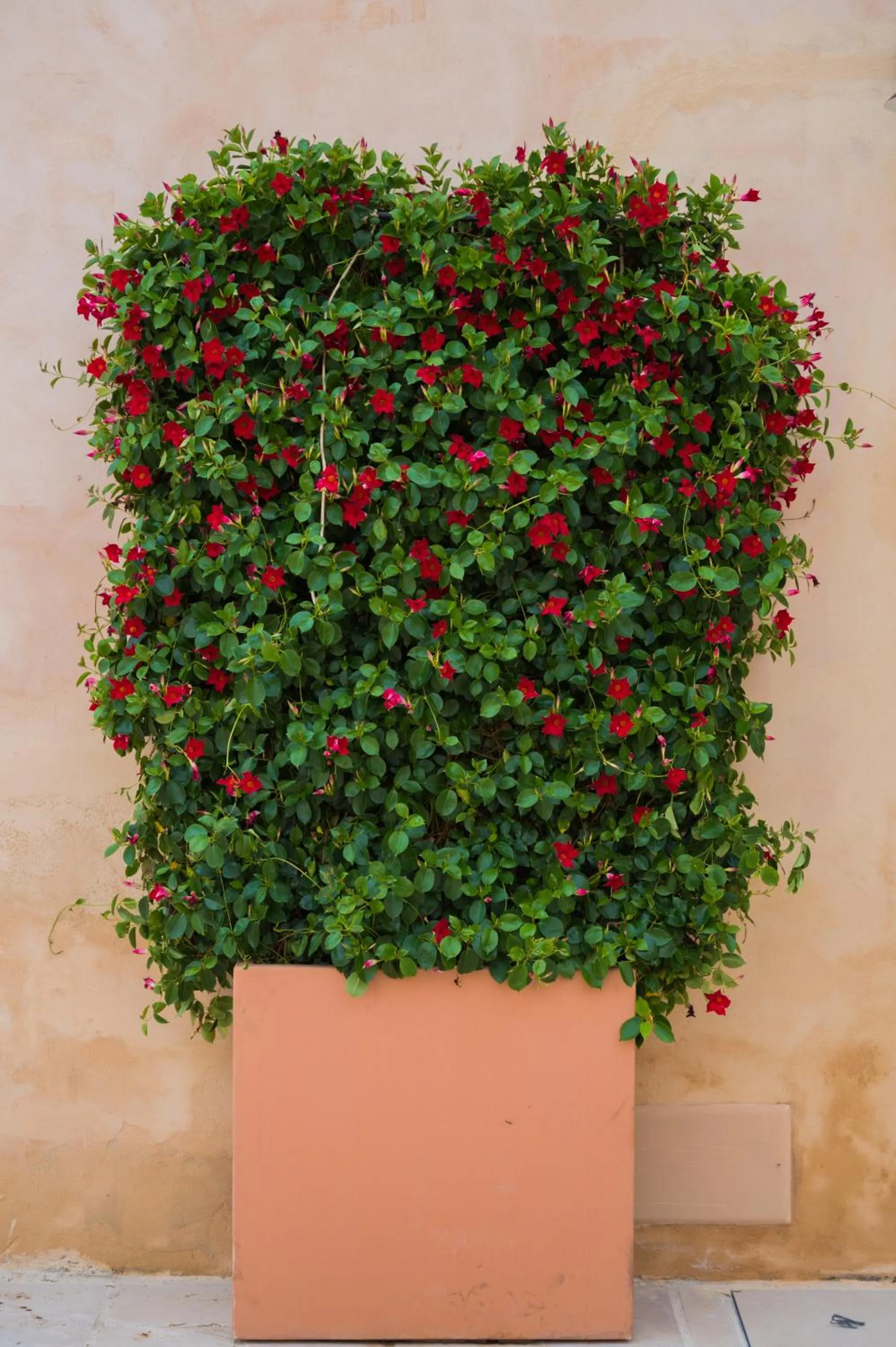 Garden in Casina Bellanova