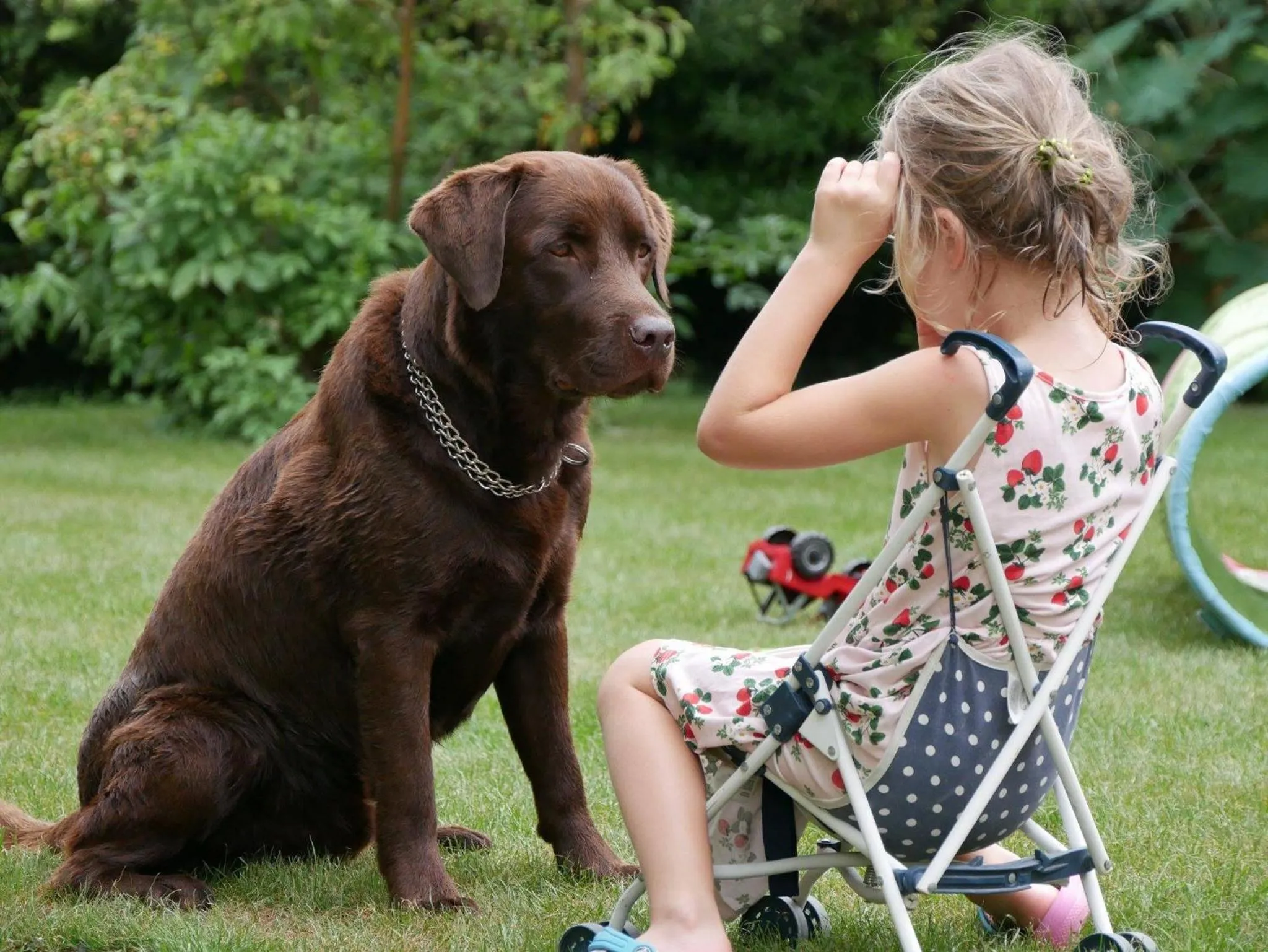 Pets in La Grange aux Coqs