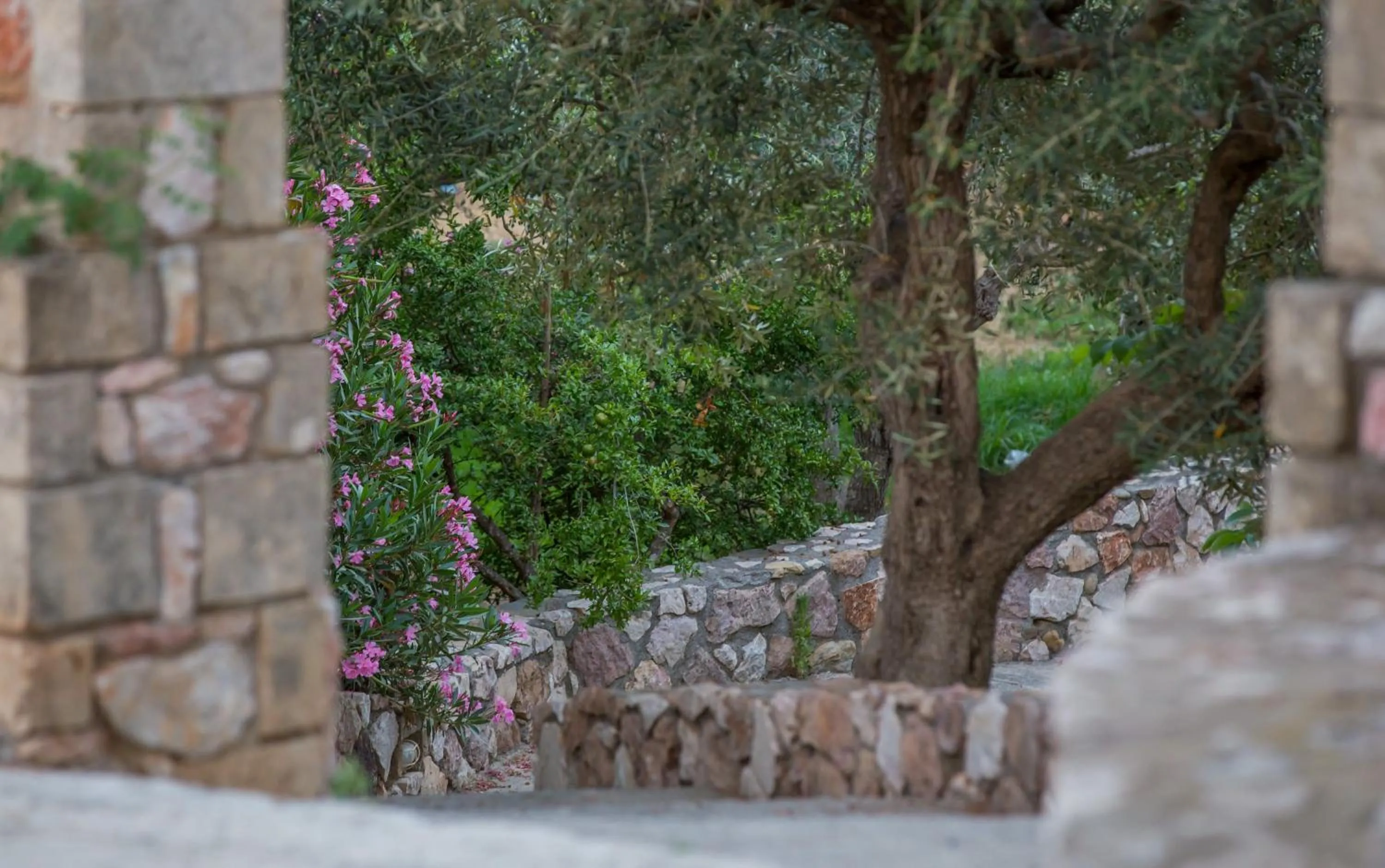 Garden in Georgia's Houses (Melitzanakia)