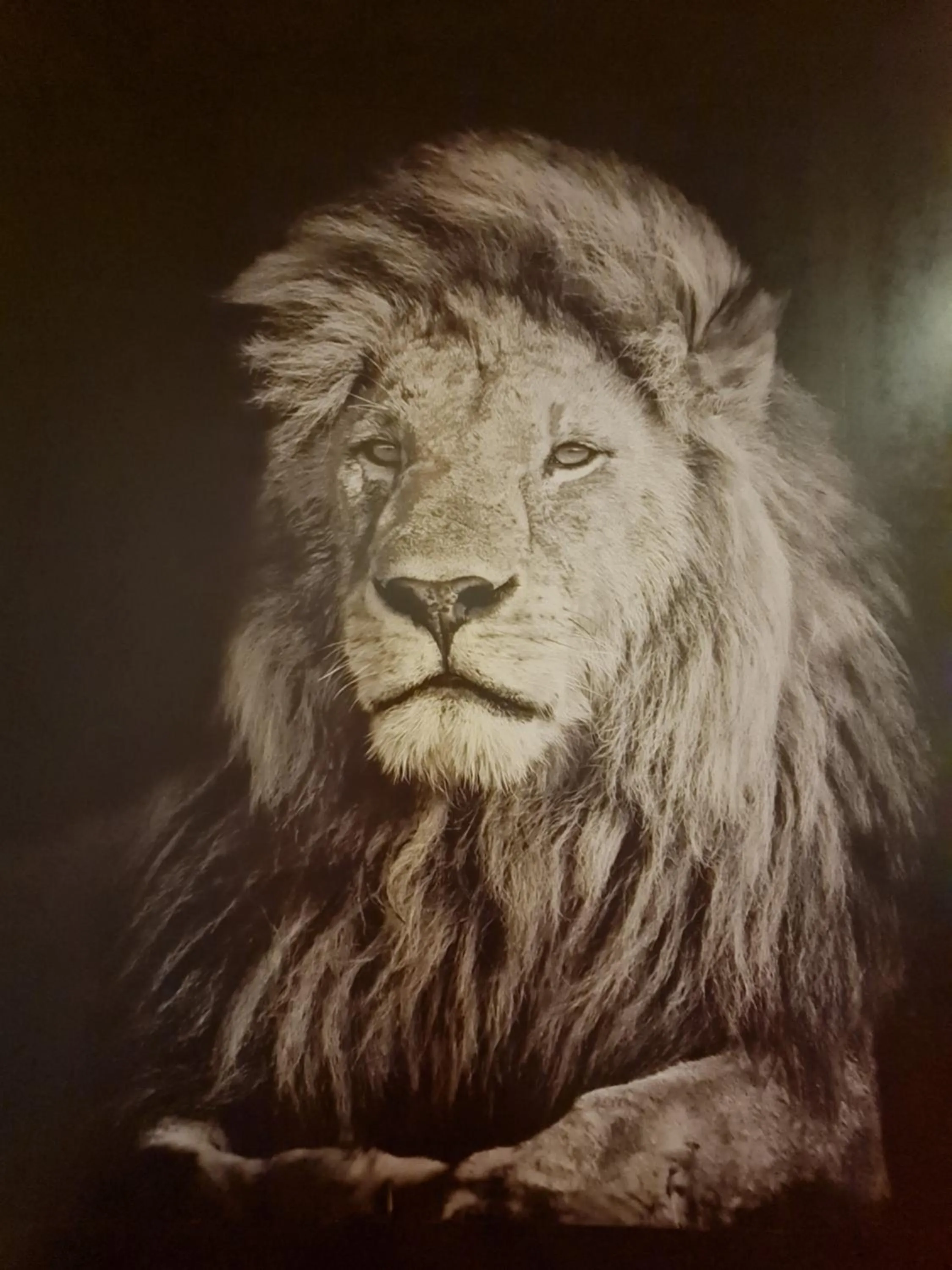 Animals in Familienhotel Löwen