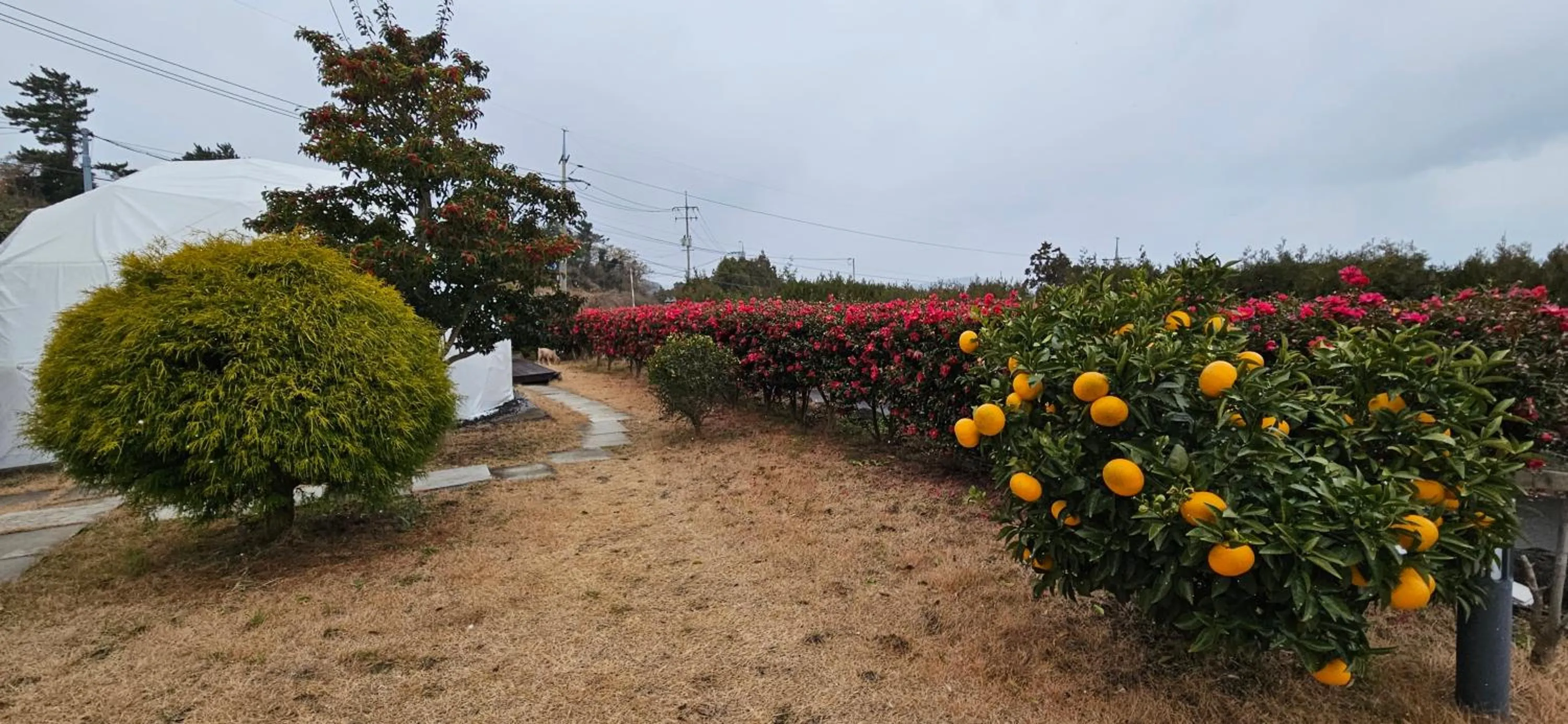 Jeju Starlight Glamping