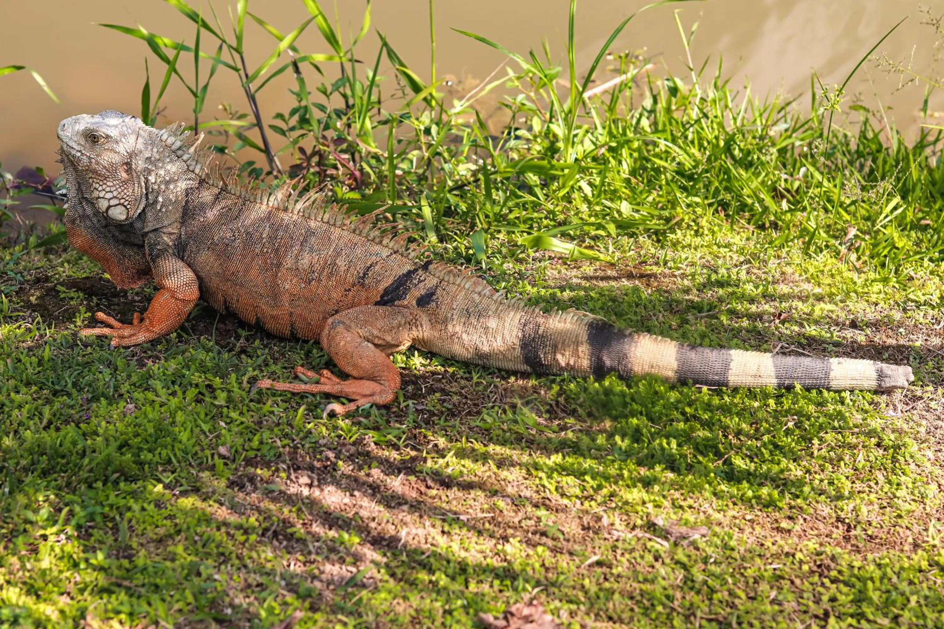 Animals in Los Colores Ecoparque