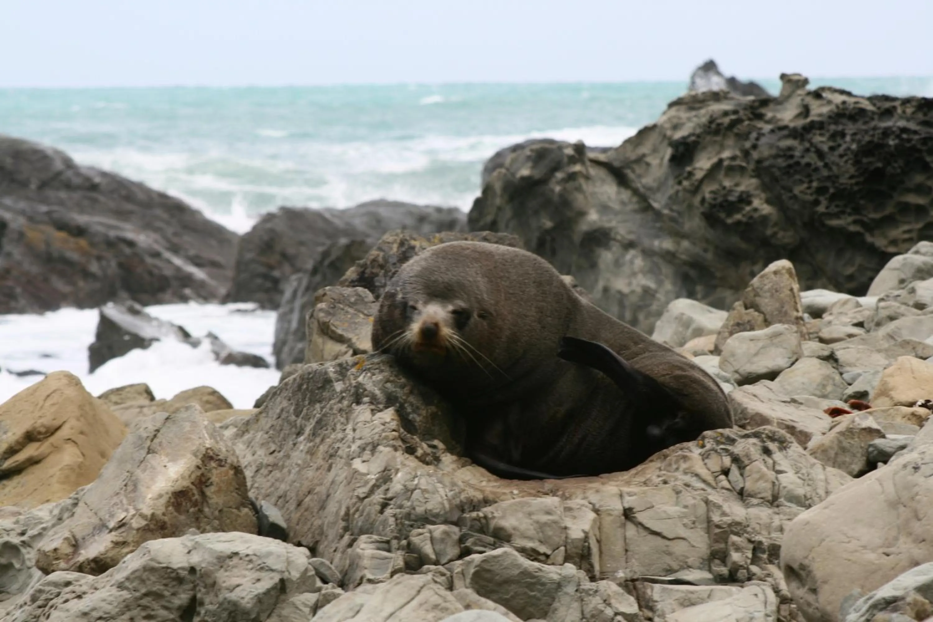 Animals in Bella Vista Motel Kaikoura