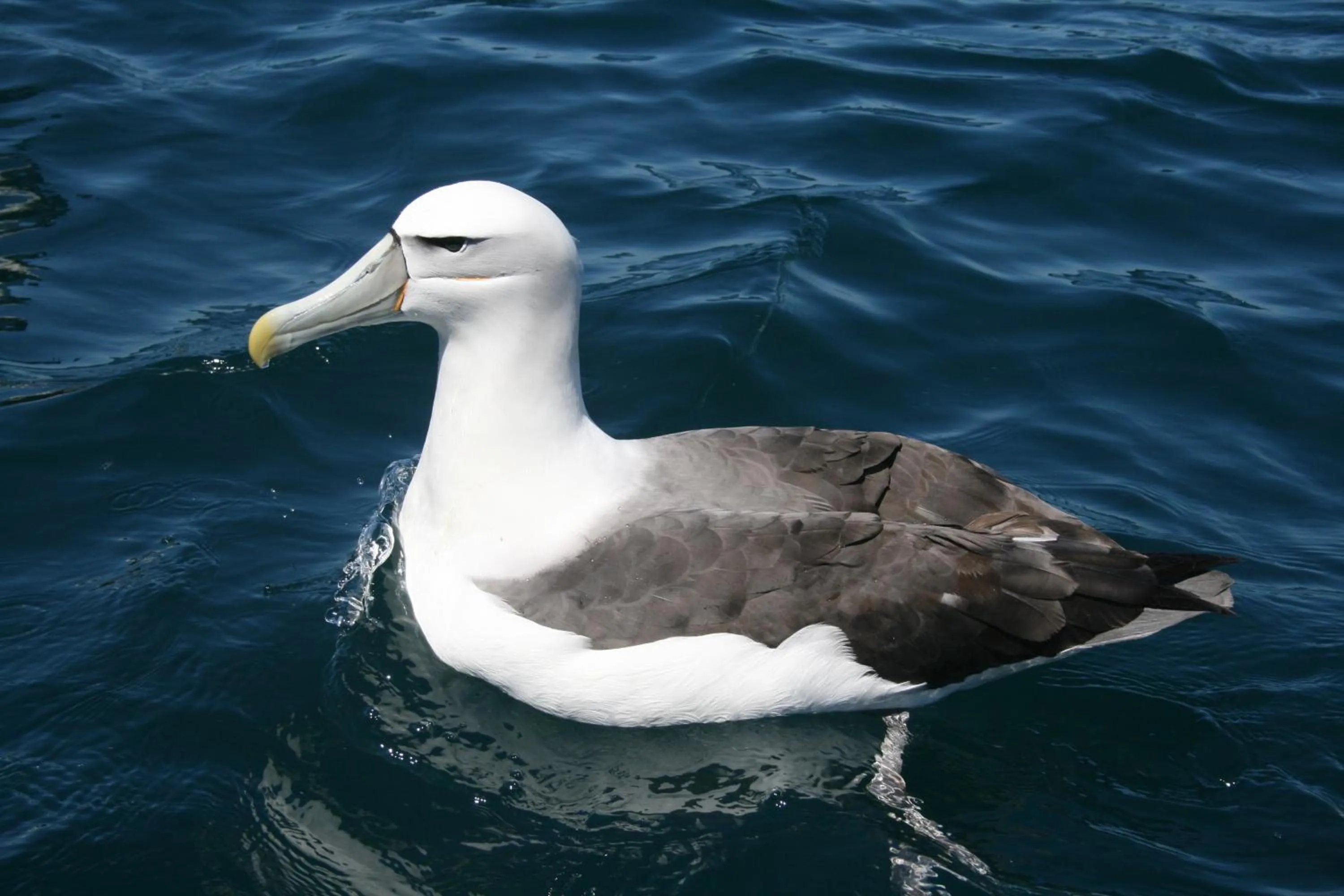 Animals in Bella Vista Motel Kaikoura