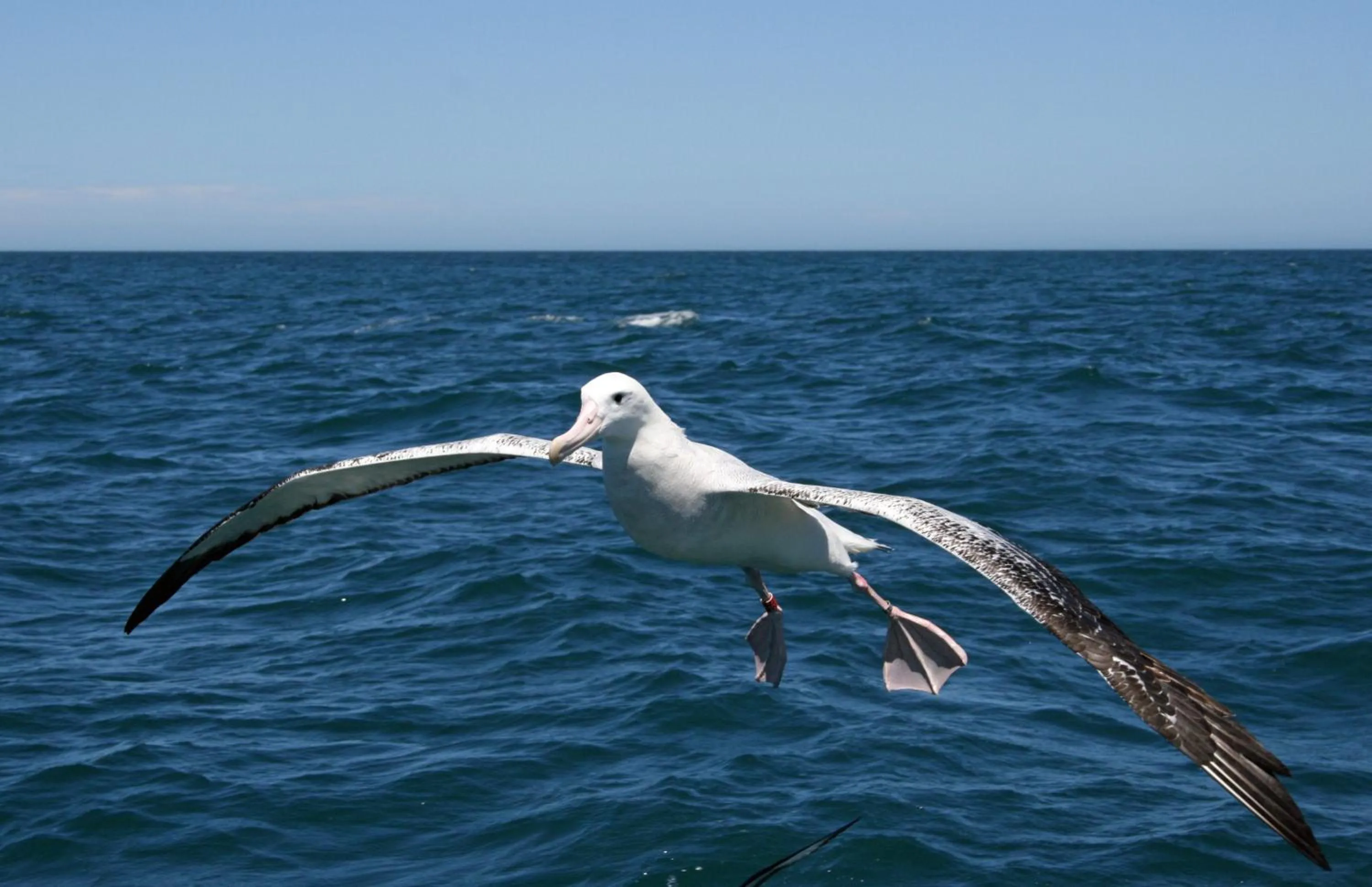 Animals in Bella Vista Motel Kaikoura