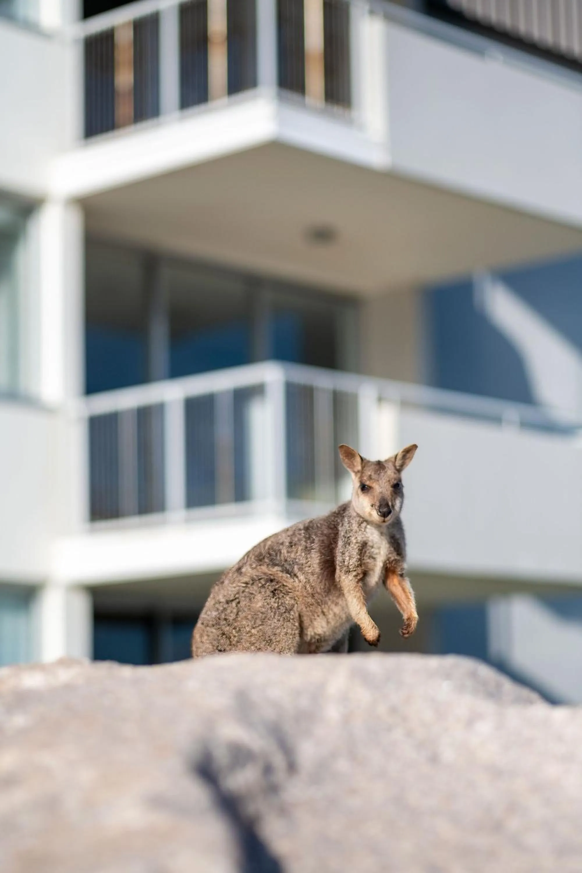 Natural landscape in Grand Mercure Apartments Magnetic Island