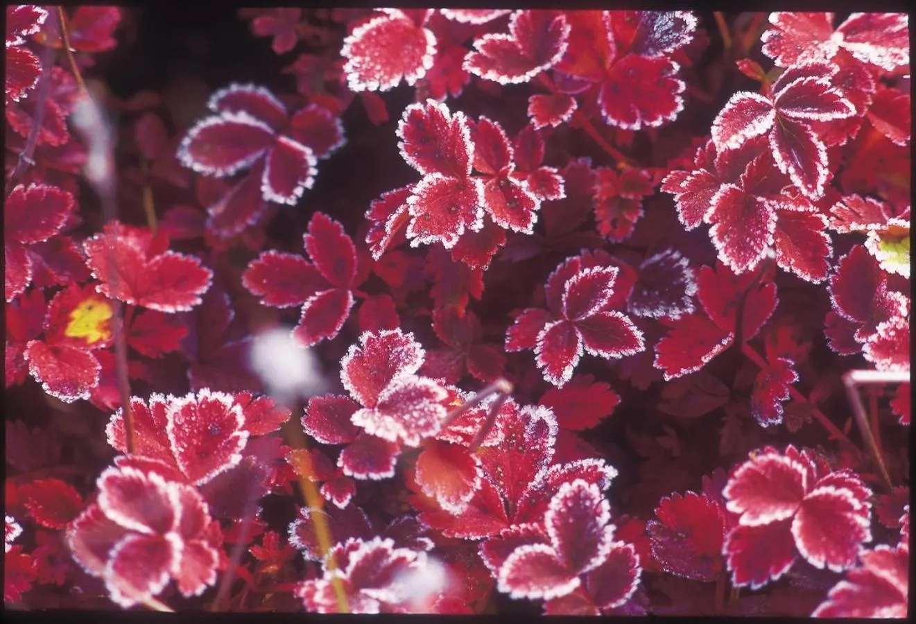 Natural landscape in La Vista Daisetsuzan