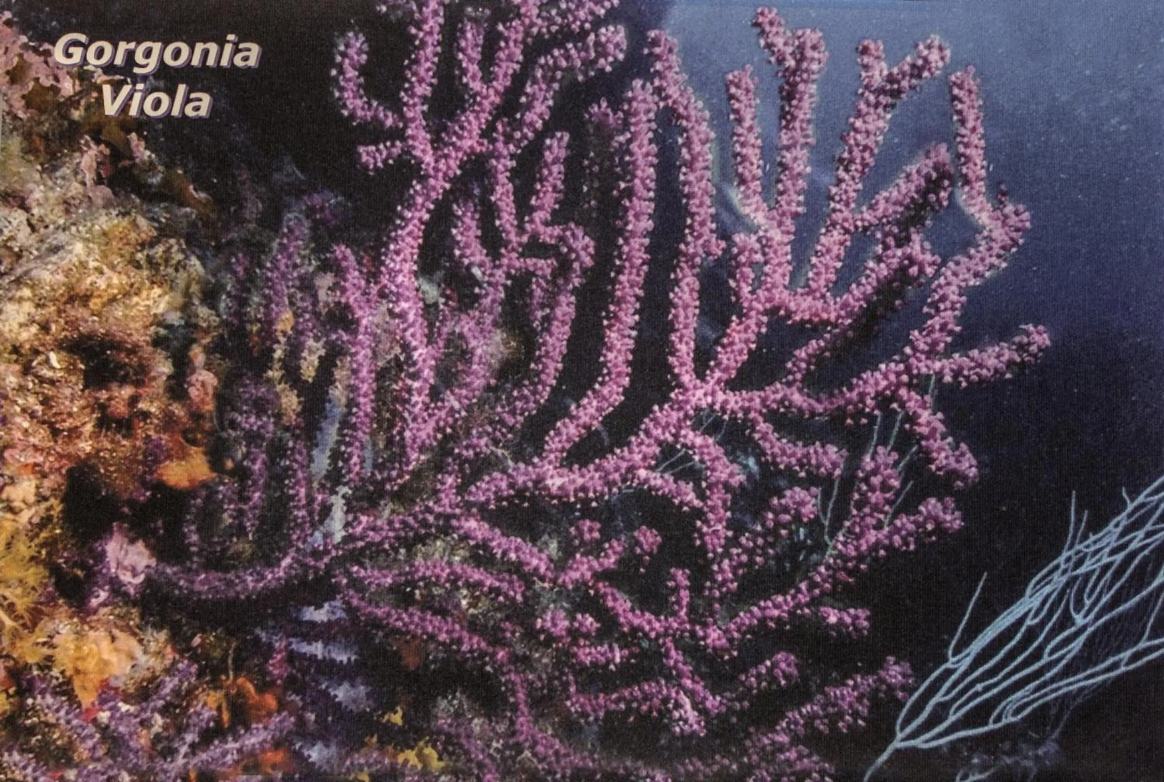 Other in I Coralli rooms & apartments