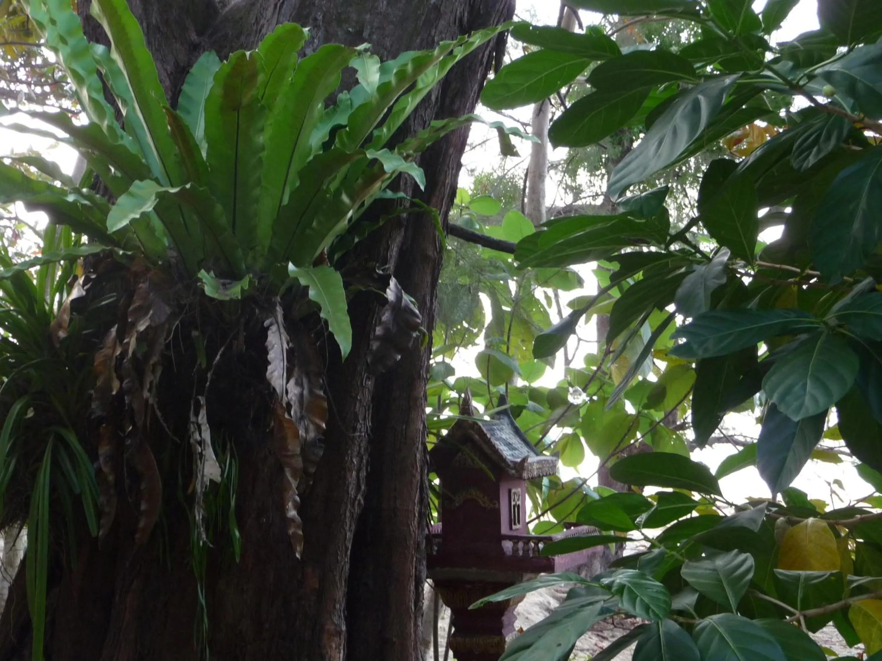 Garden view in Koh Thmei Resort