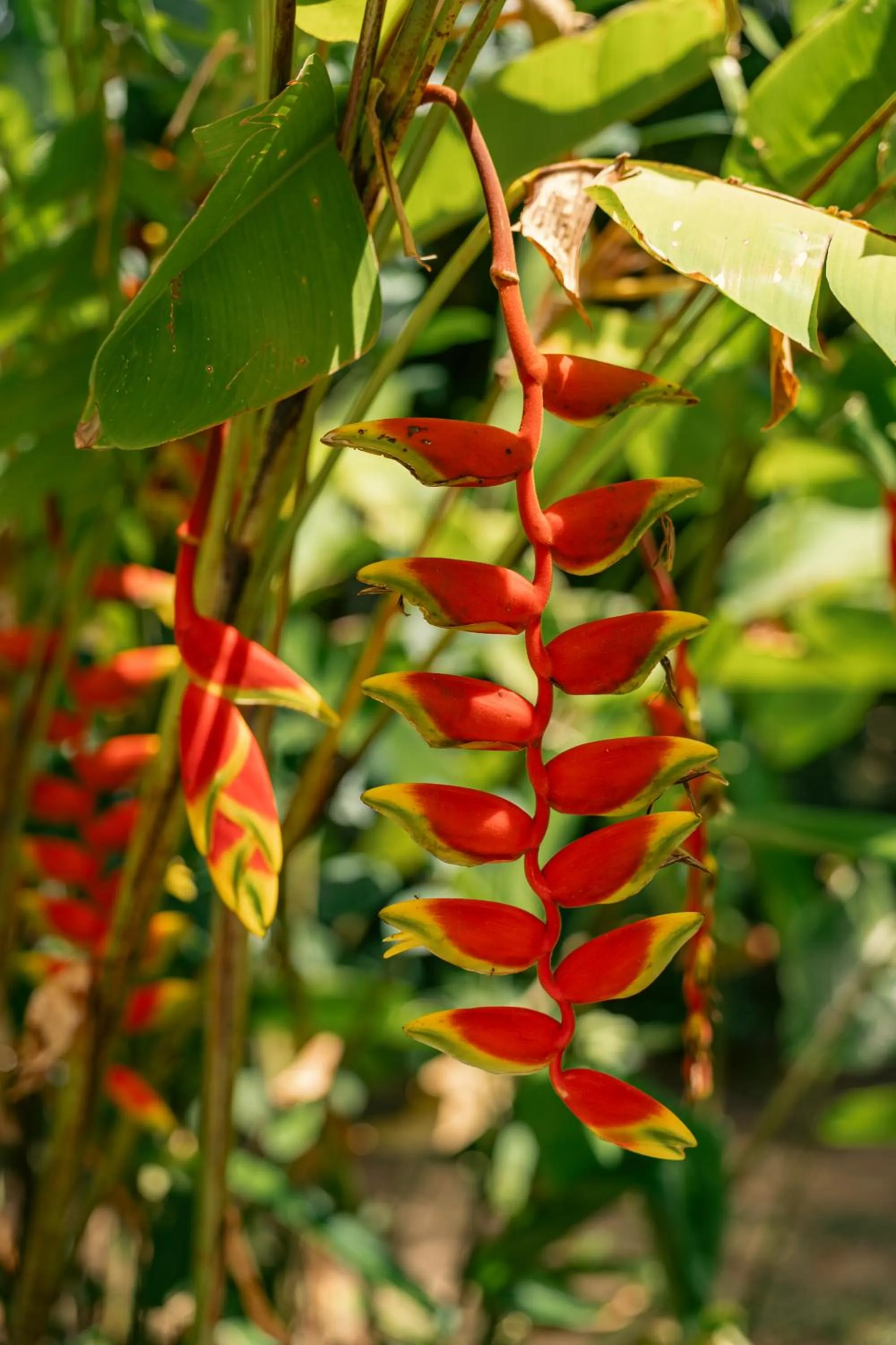 Beau Vallon Bungalows