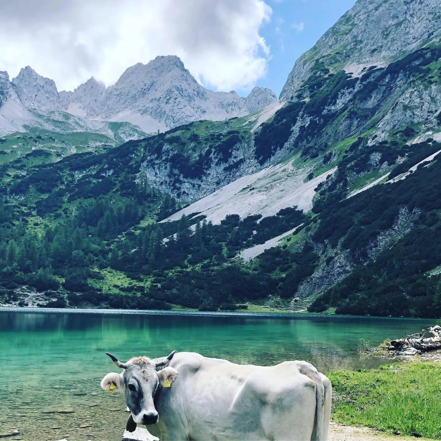 Animals in Apart-Elisabeth