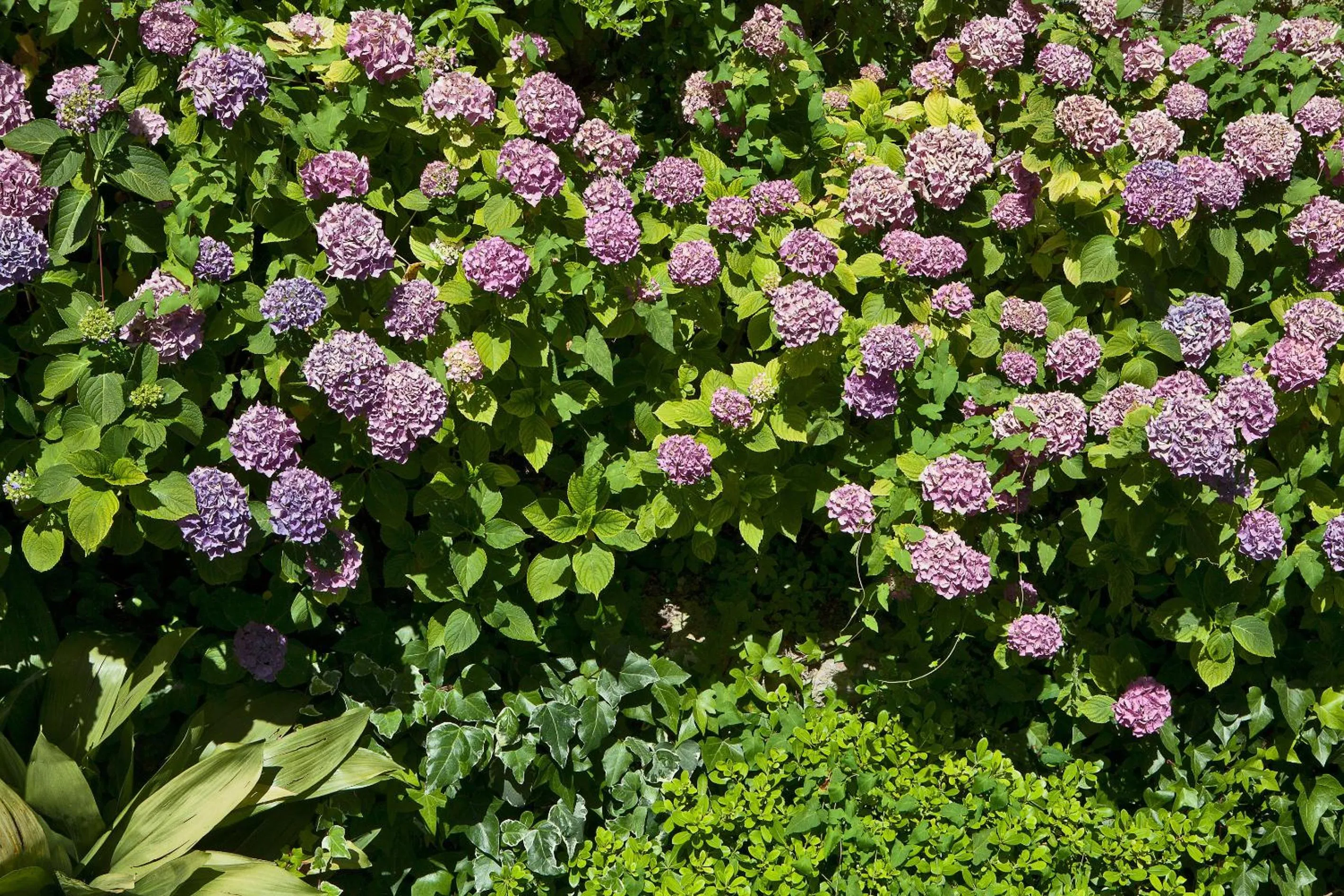 Garden in Hotel Della Piccola Marina