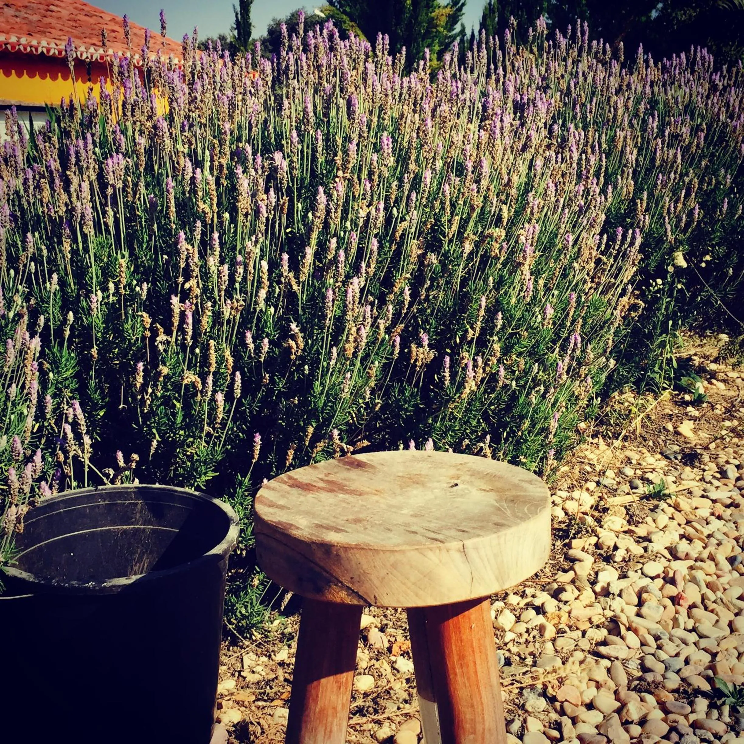 Garden in Dominio Vale Flores