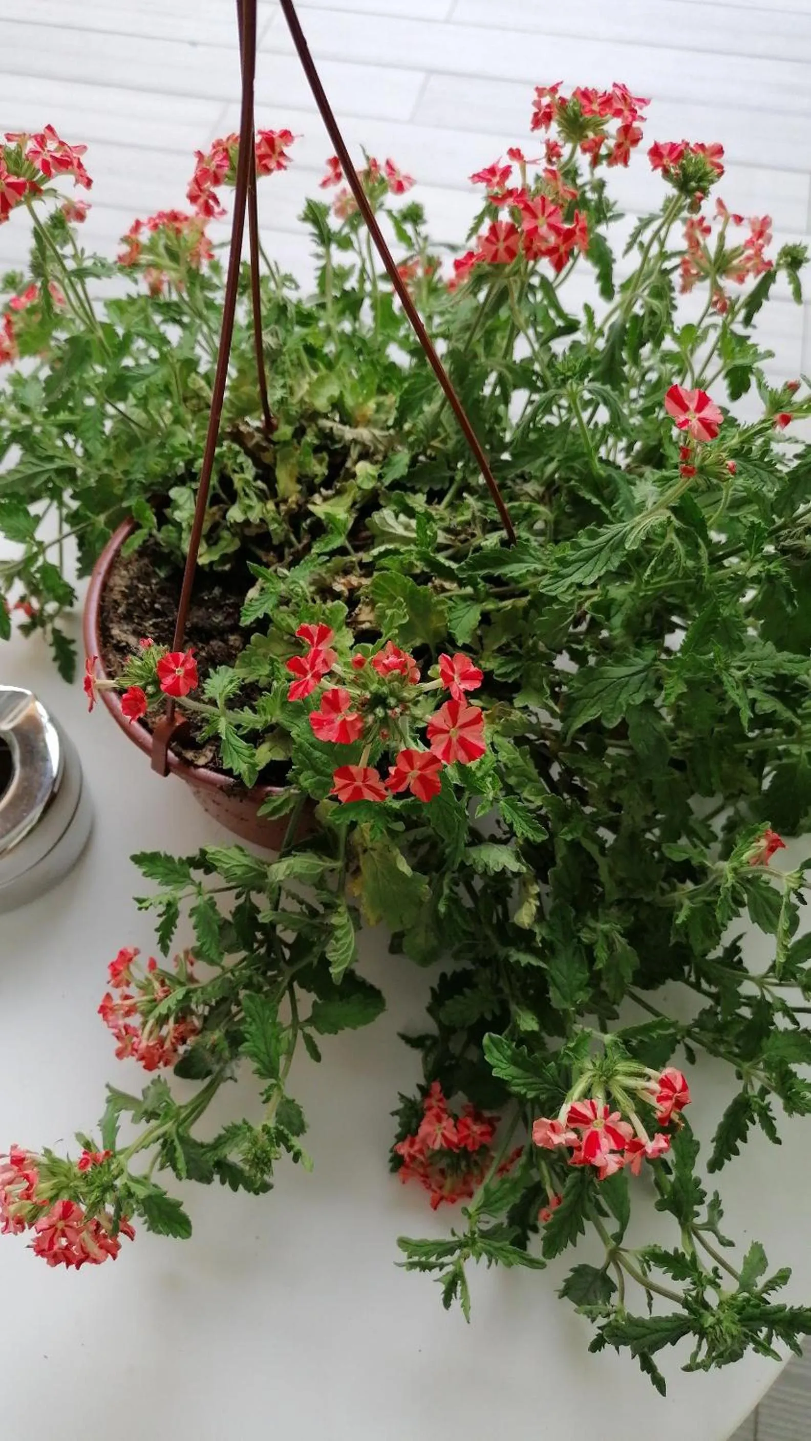 Garden in Hotel de Charme Casa Fundevila