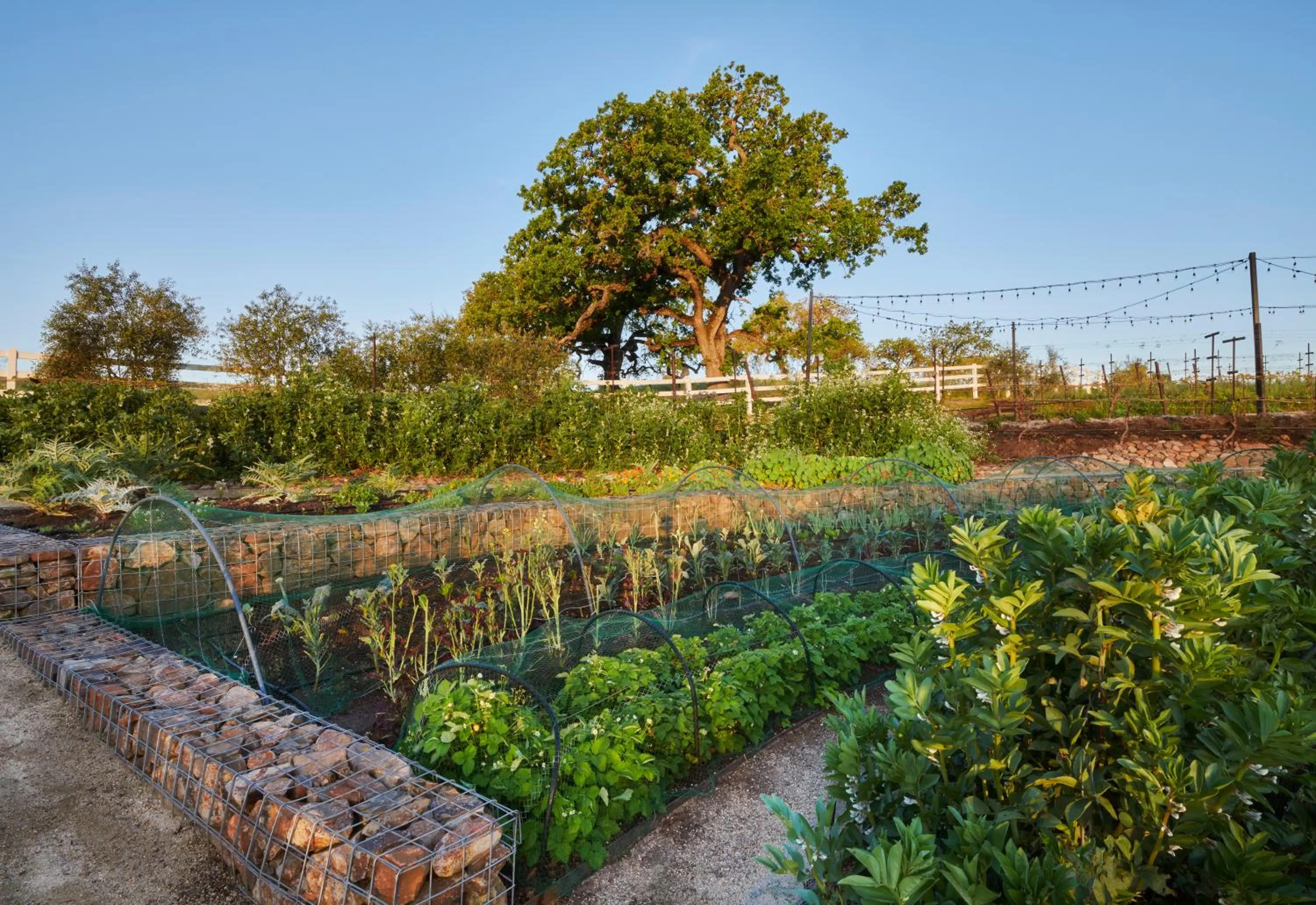Garden in The Meritage Resort and Spa