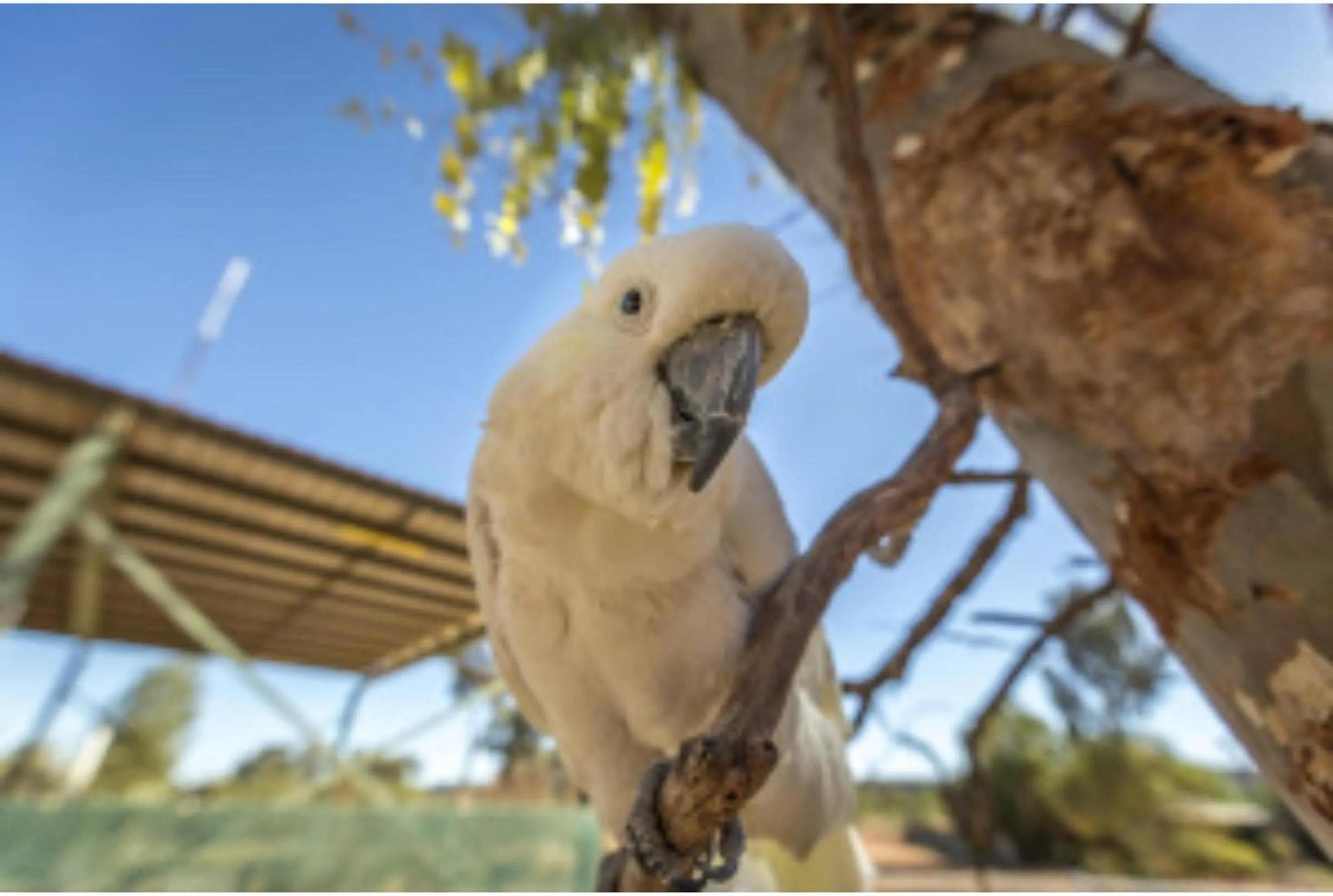 Animals in Discovery Resorts - Kings Canyon