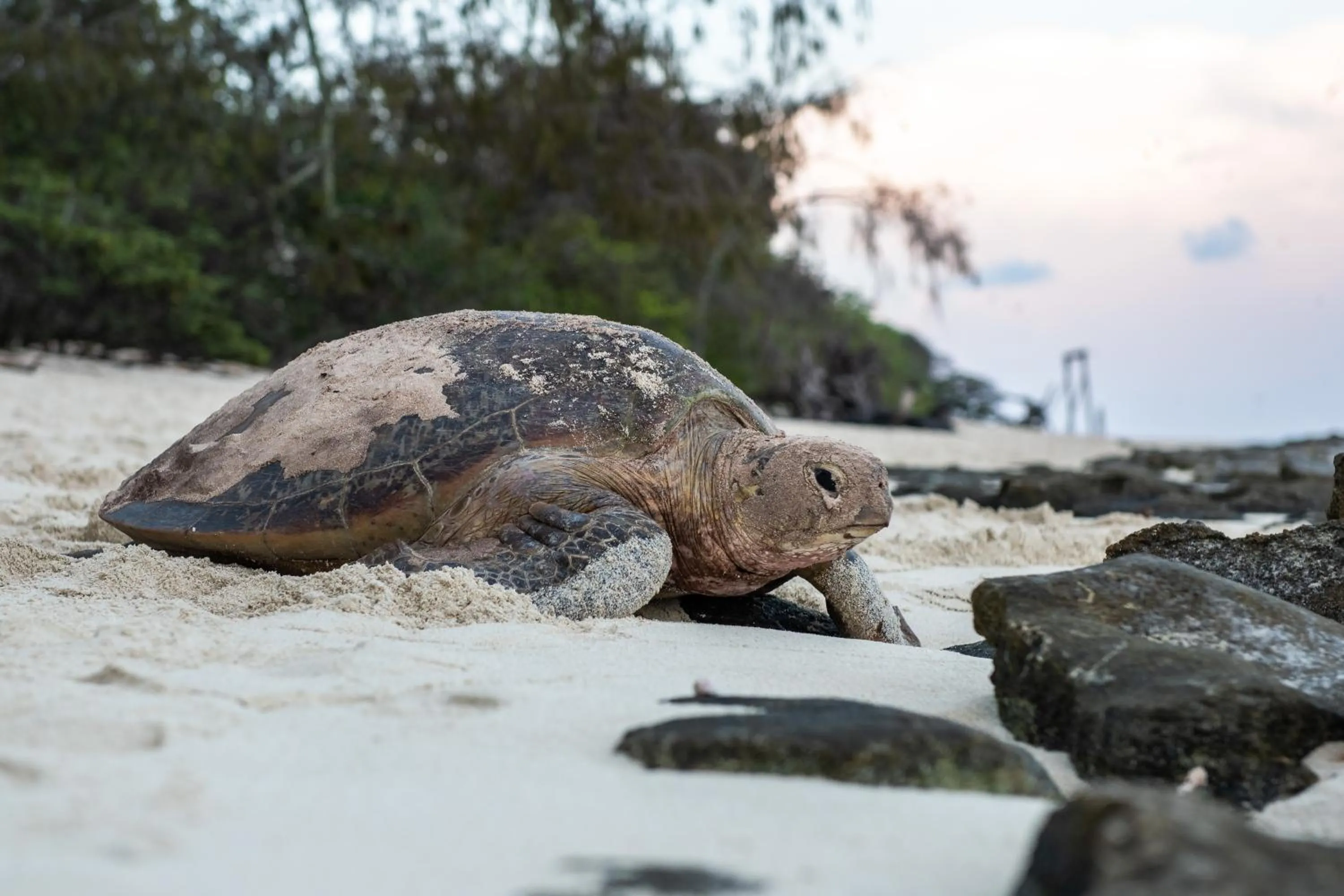 Natural landscape in Heron Island