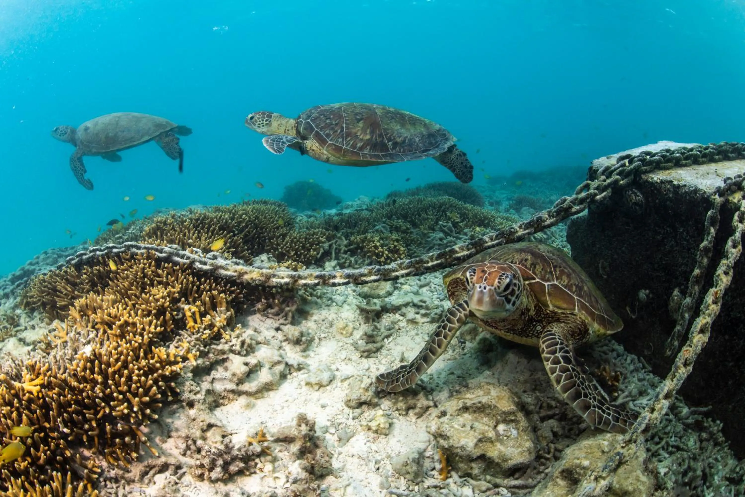 Snorkeling in Heron Island
