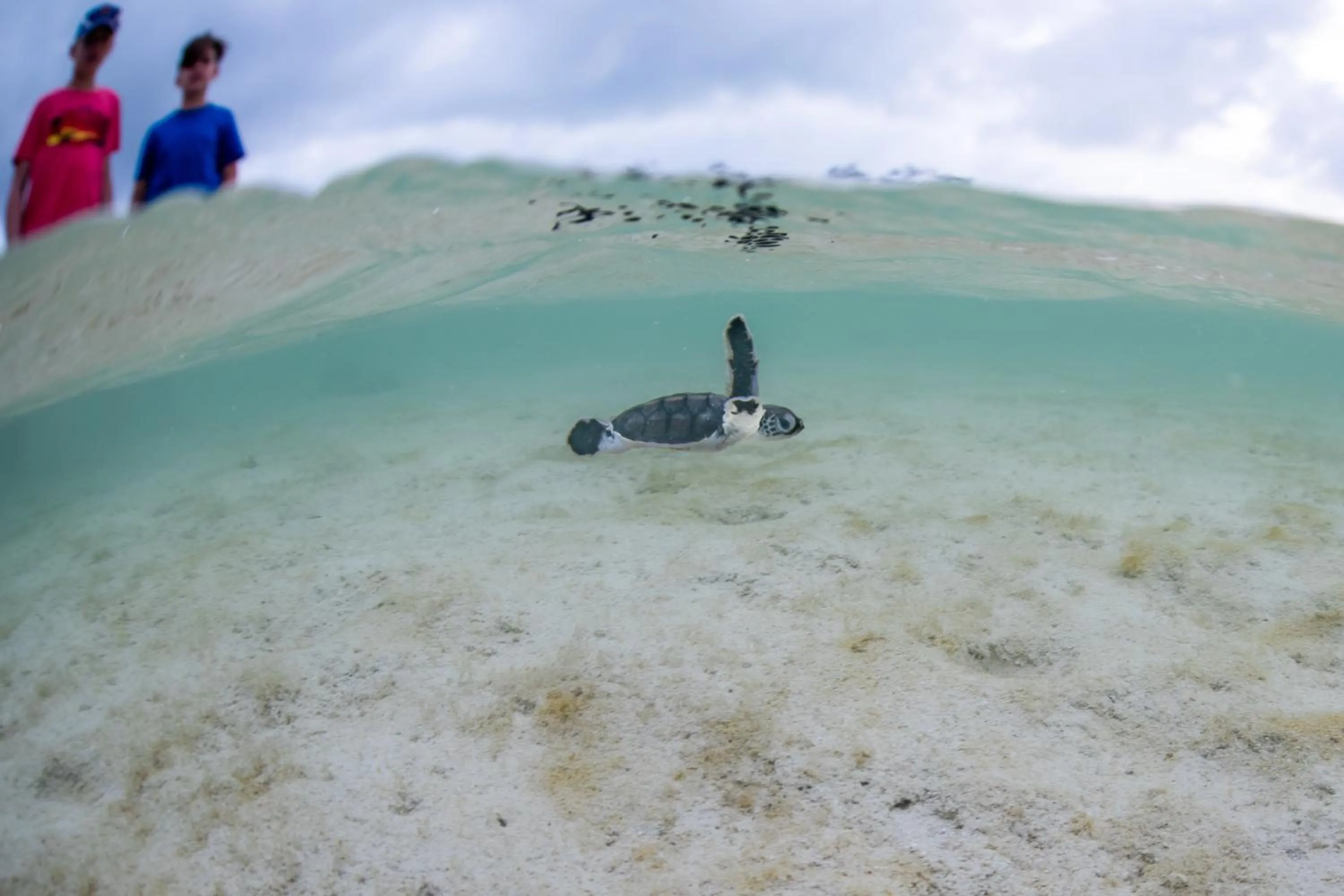 Activities in Heron Island