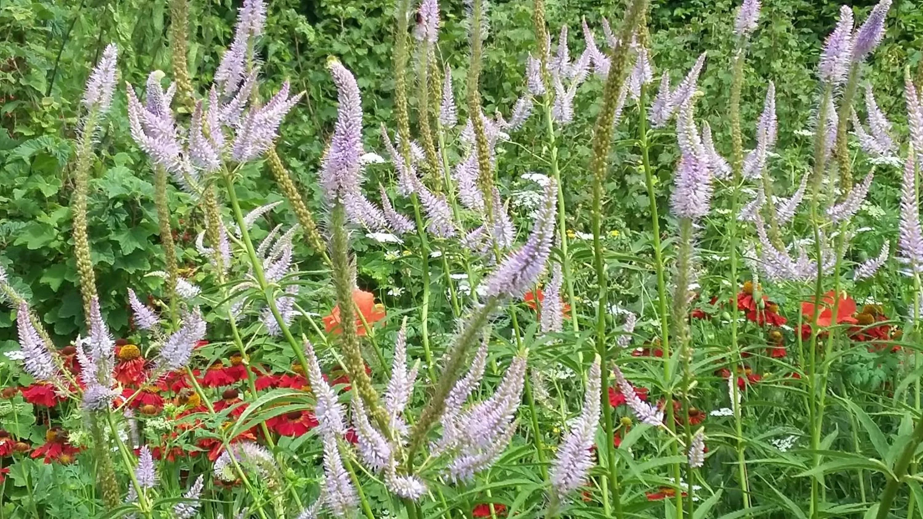 Garden in Dairy Cottage Luxury B&B