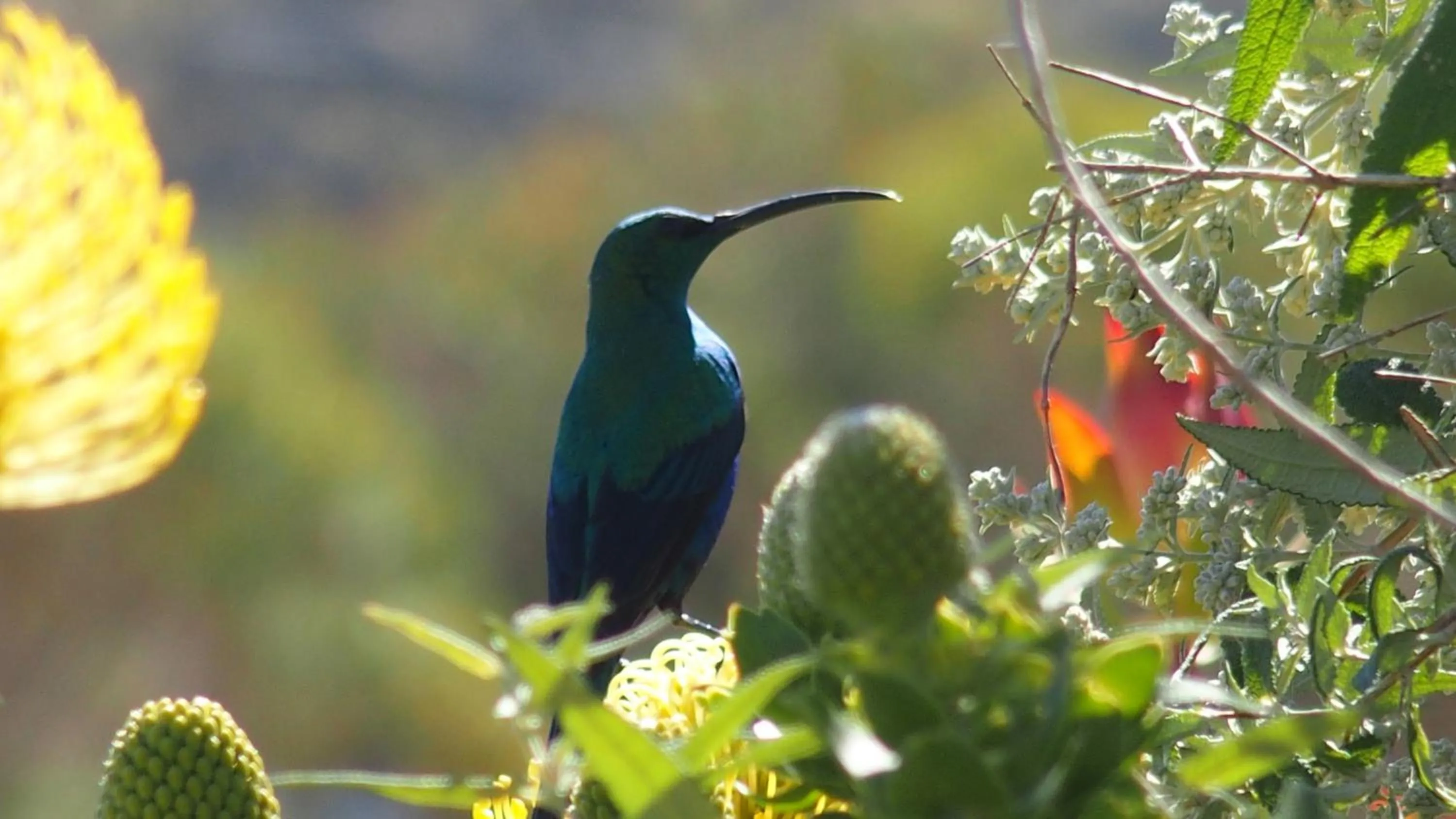 Garden in Wind-Rose Guest House