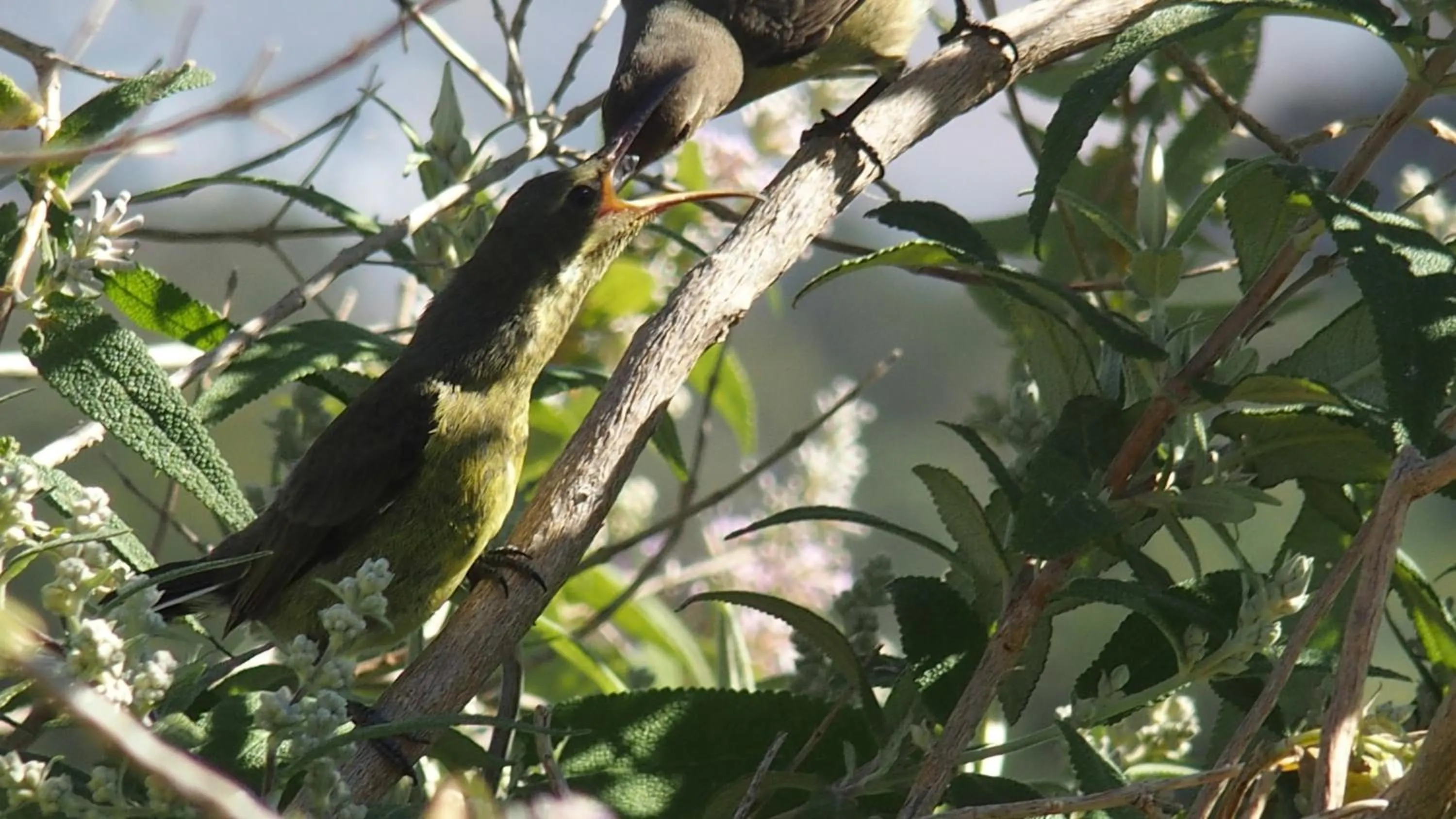 Garden in Wind-Rose Guest House