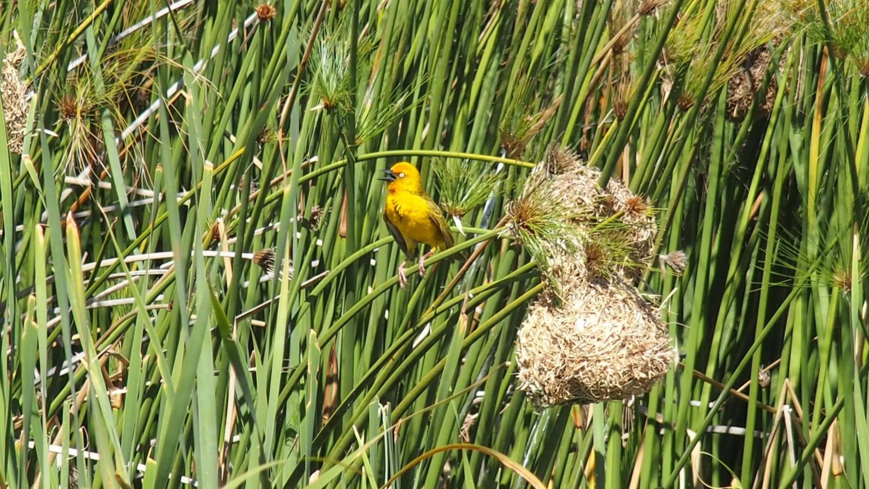 Garden in Wind-Rose Guest House