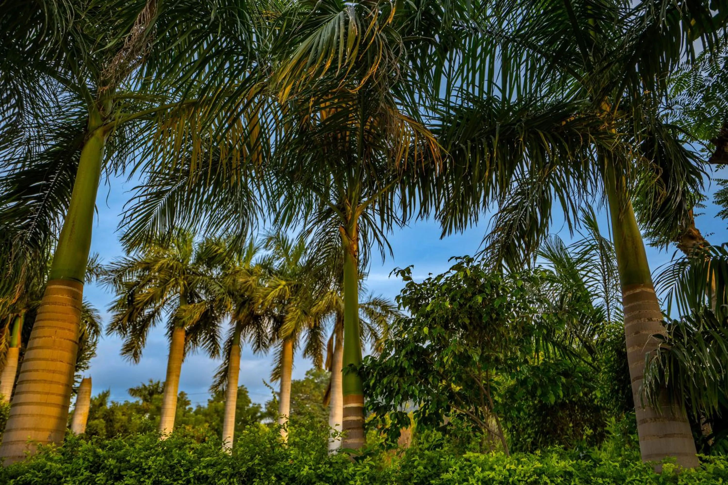 Other in Hotel Chandrawati Palace