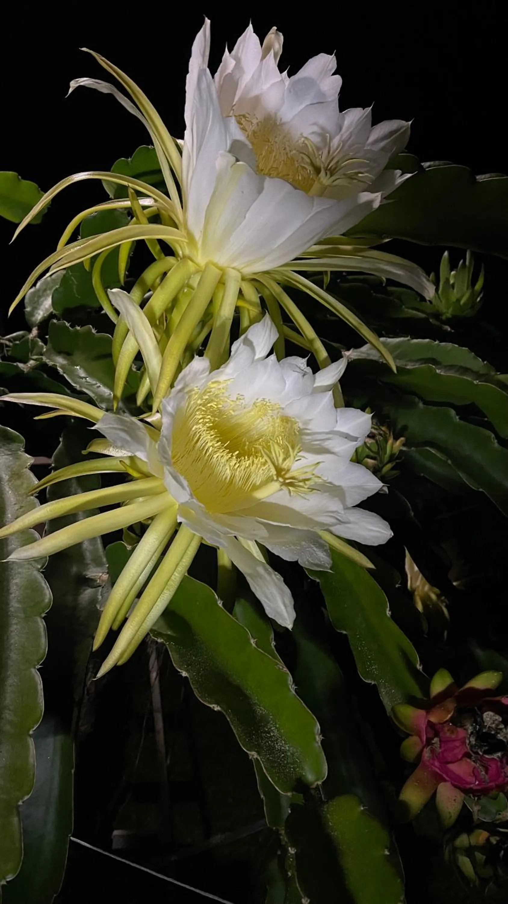 Garden in Coffee Garden