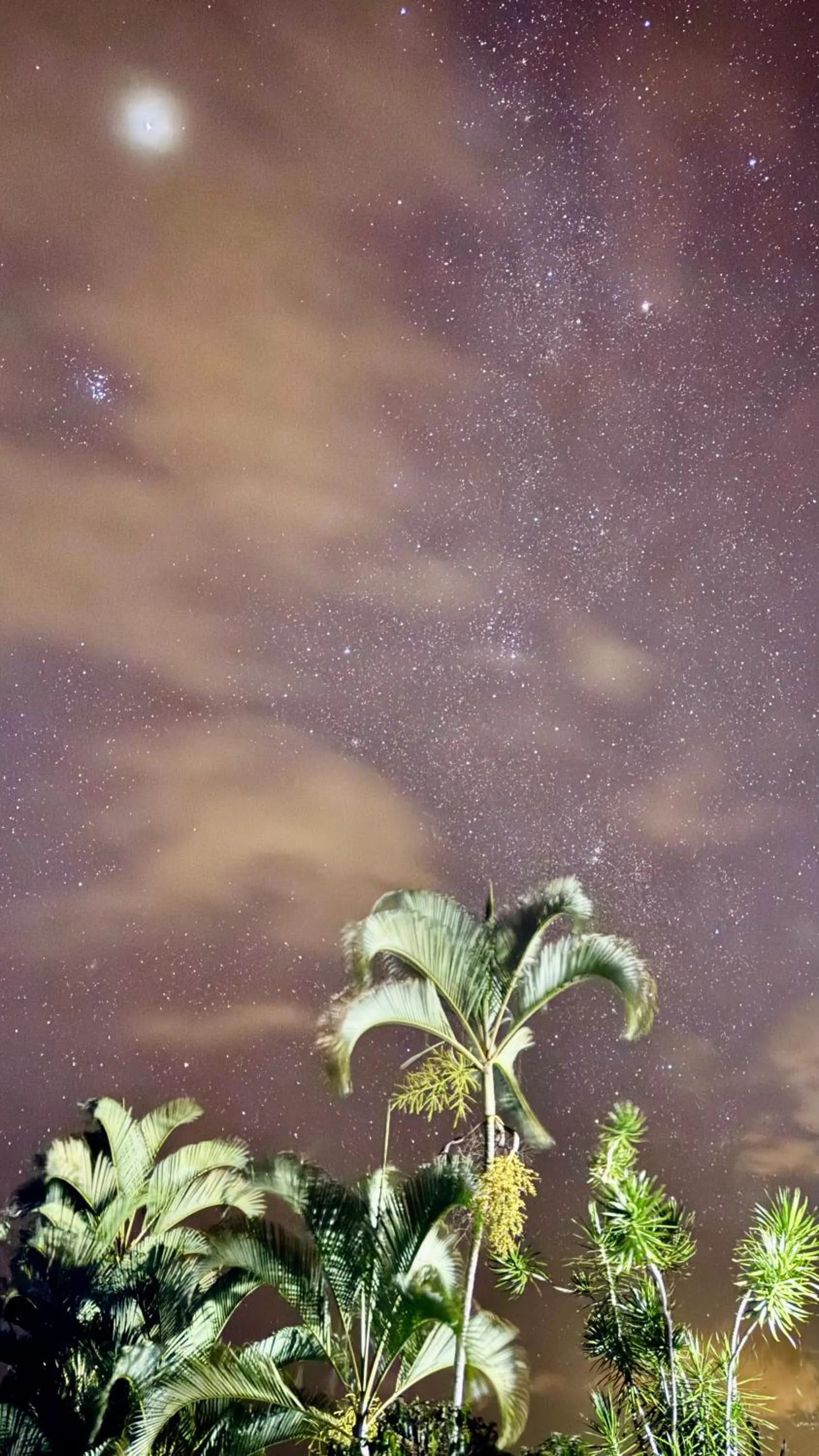 Night in Coffee Garden